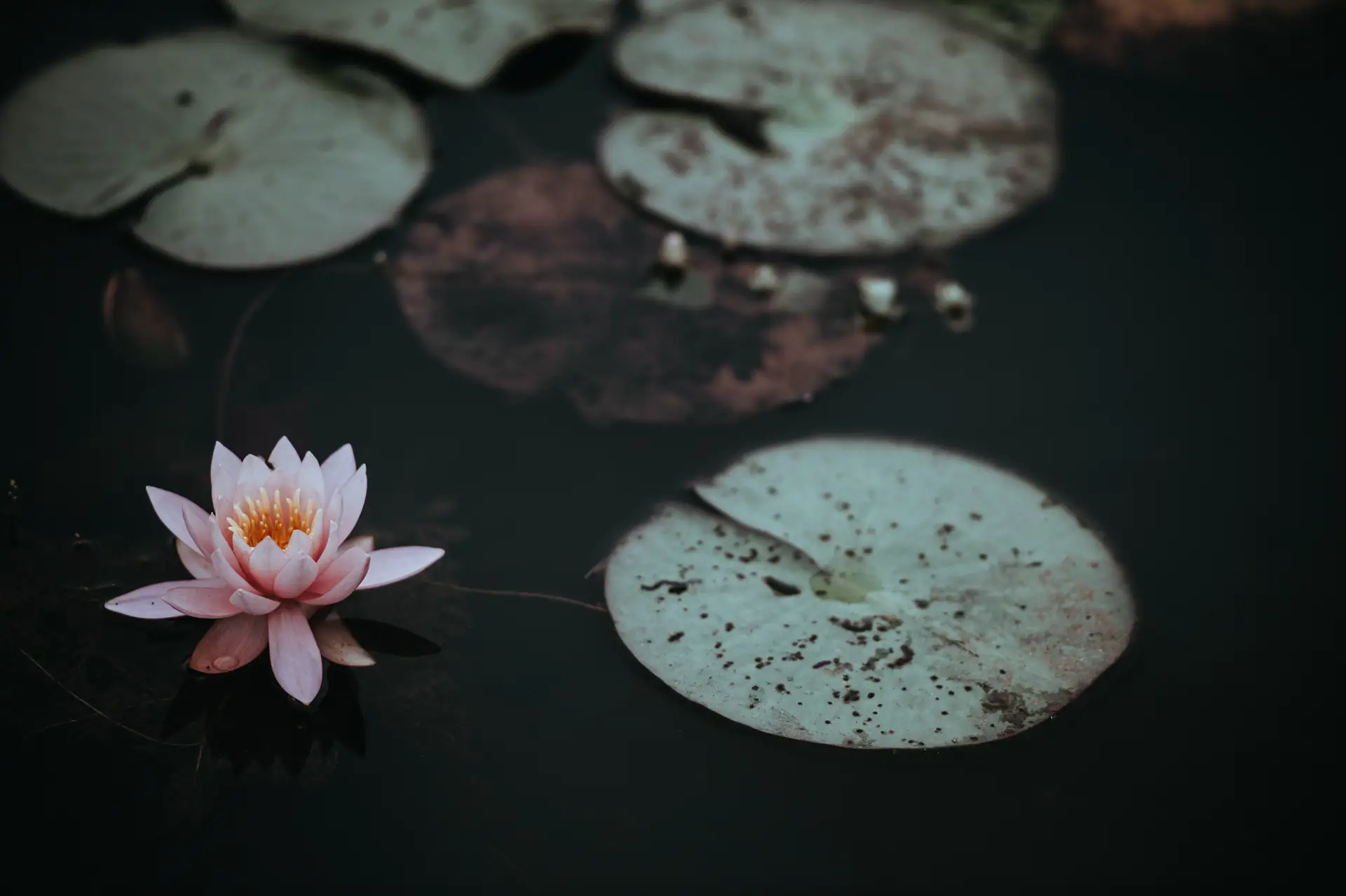 a_pink_flower_on_a_pond.jpg