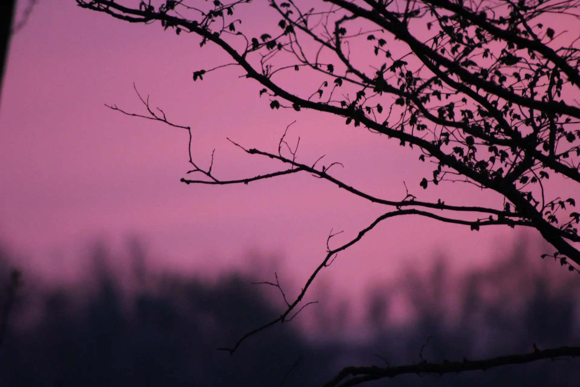 a_tree_branches_against_a_pink_sky.jpg