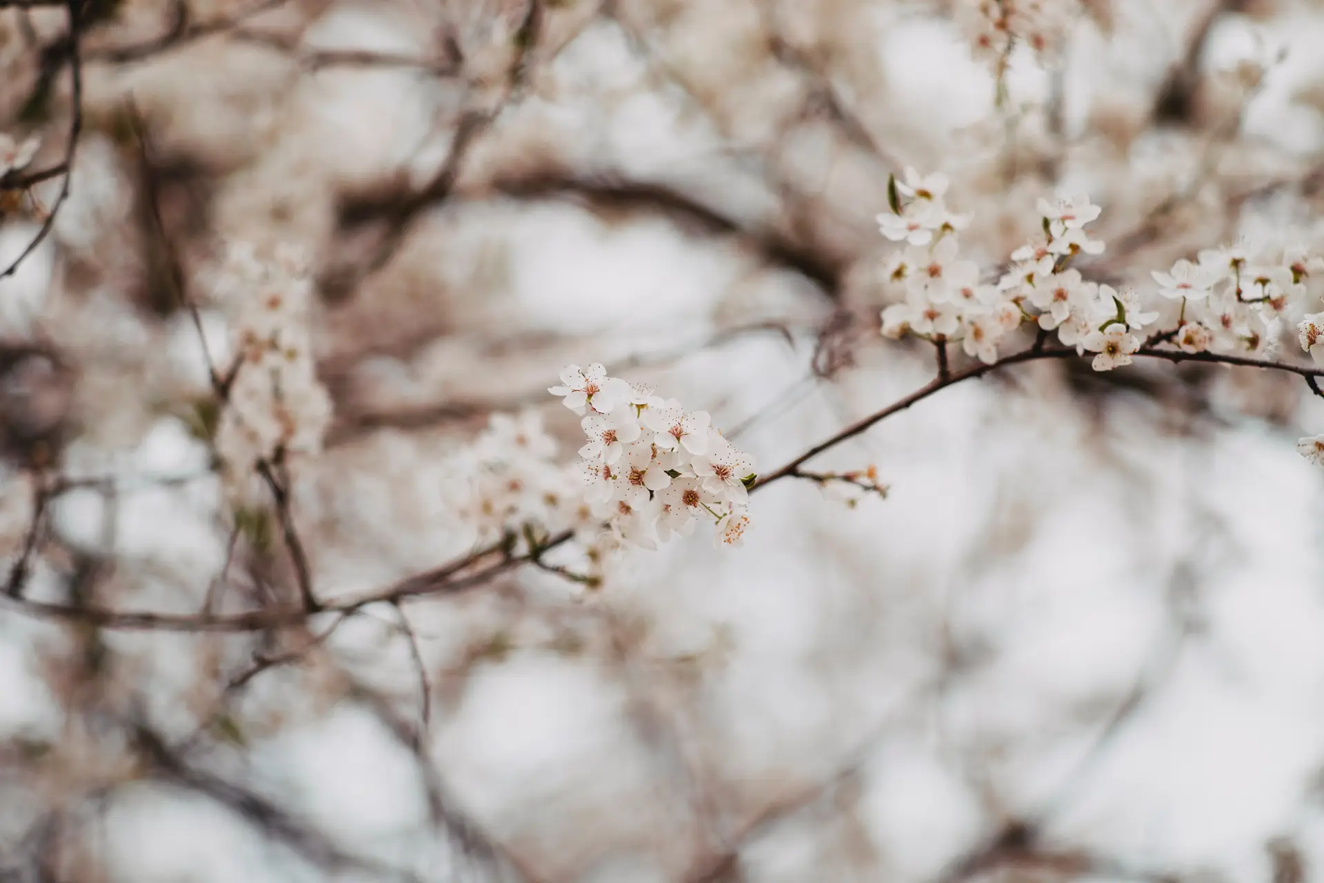 a_tree_with_white_flowers.jpg