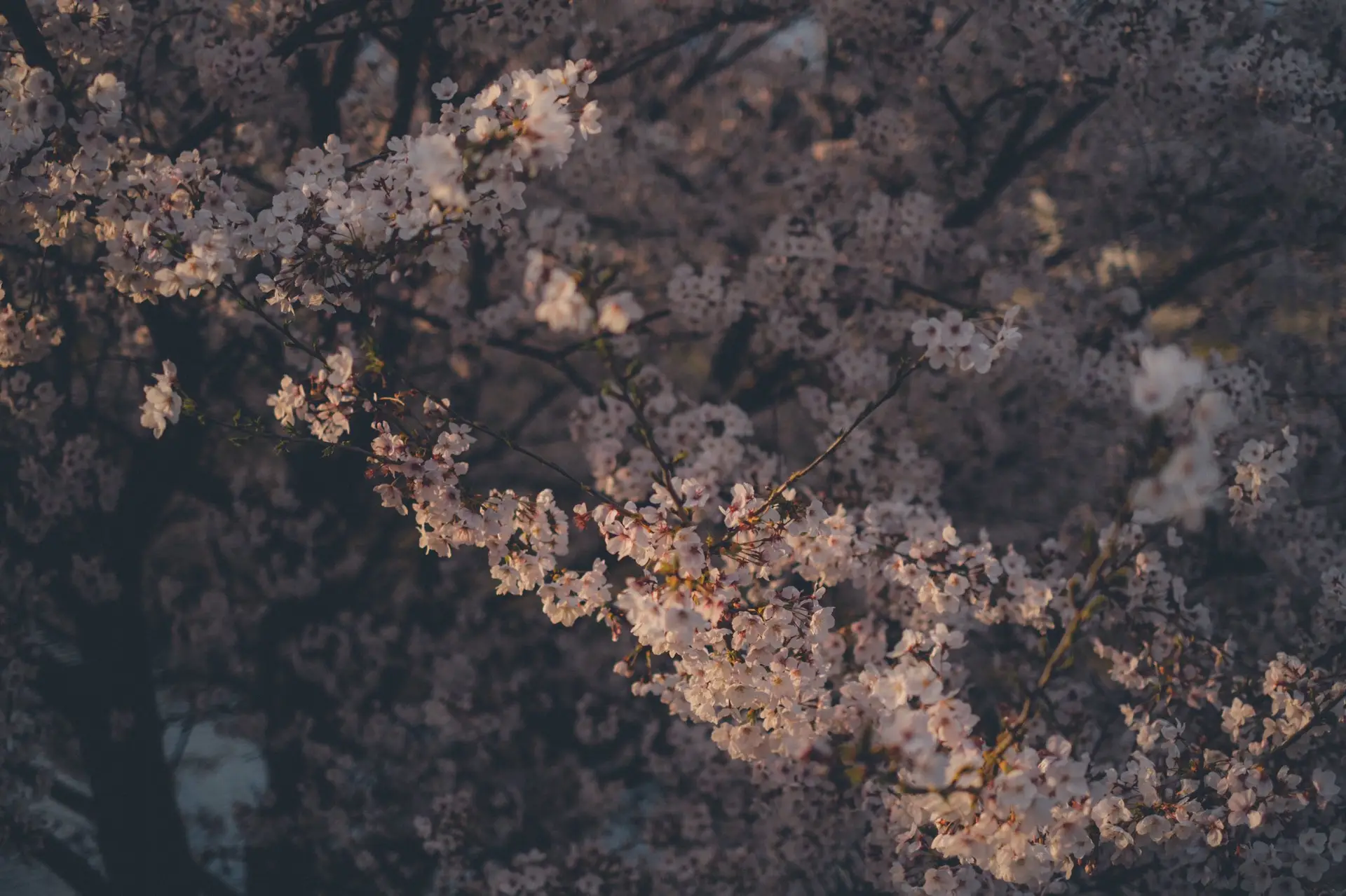 a_tree_with_white_flowers_01.jpg