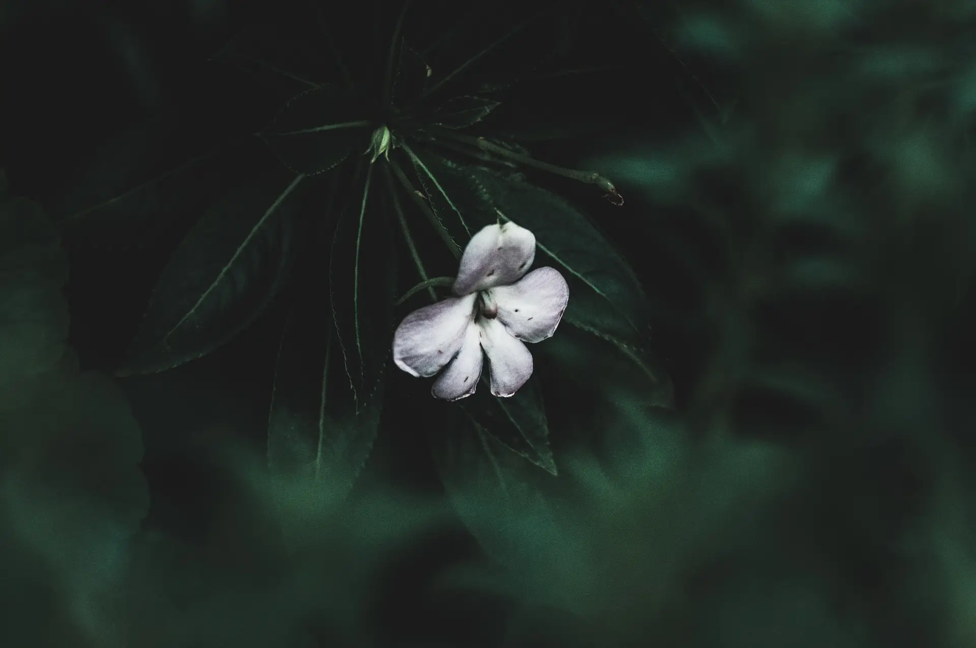 a_white_flower_on_a_plant.jpg