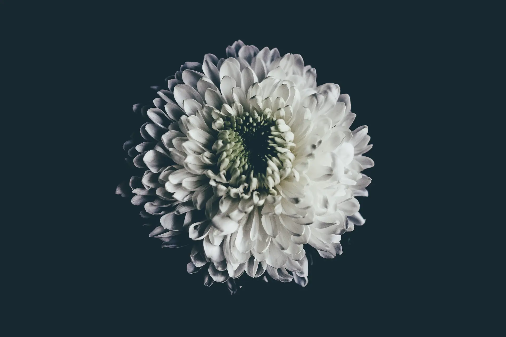 a_white_flower_with_green_center.jpg