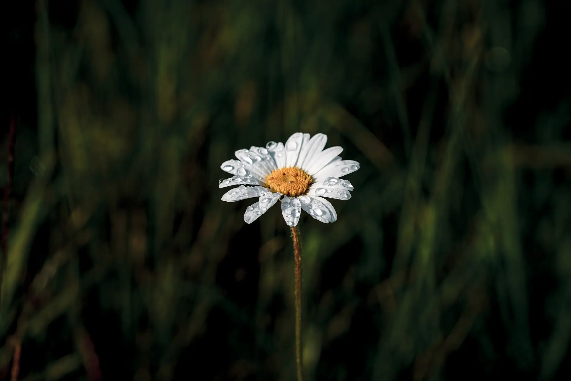 a_white_flower_with_water_drops_on_it.jpg