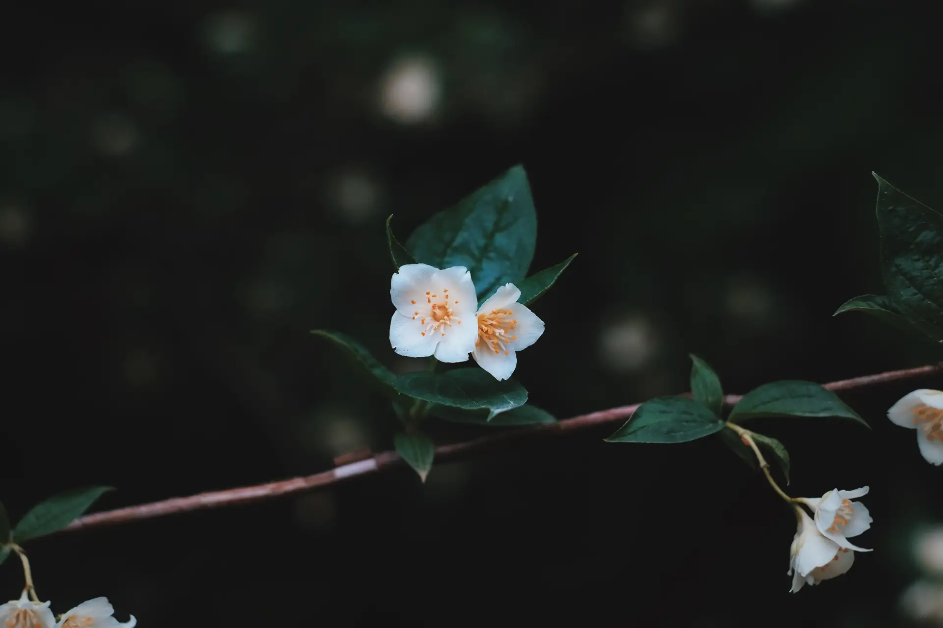 a_white_flowers_on_a_branch.jpg