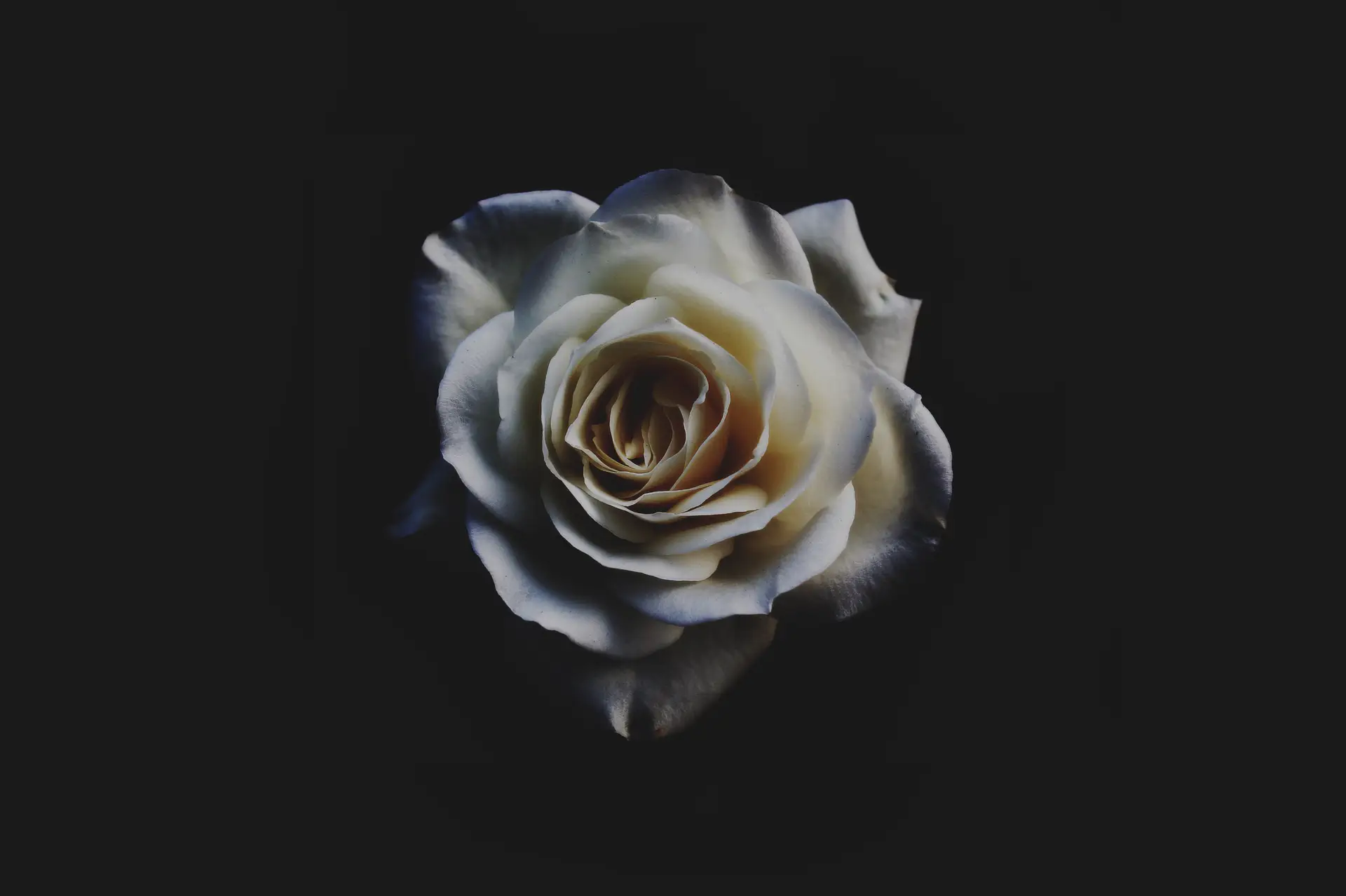 a_white_rose_with_a_black_background.png