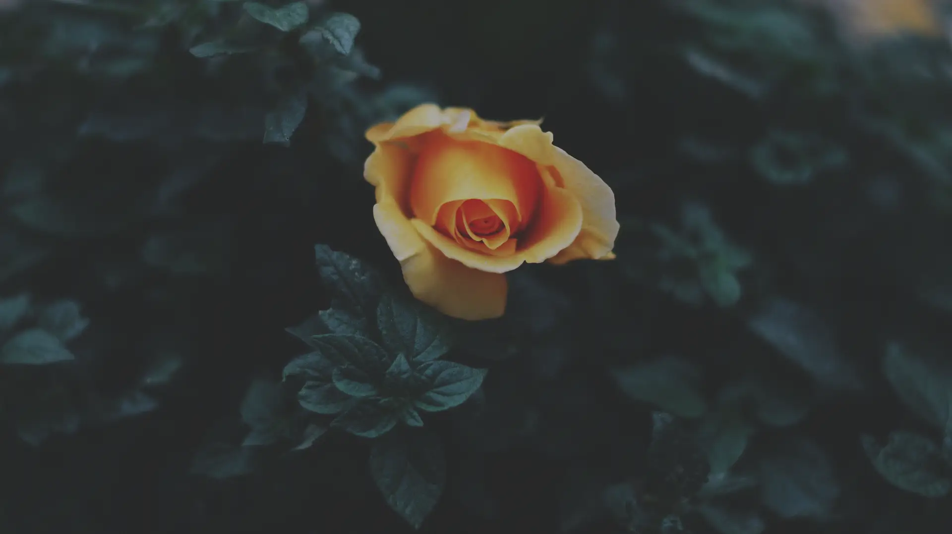 a_yellow_rose_on_a_bush.png