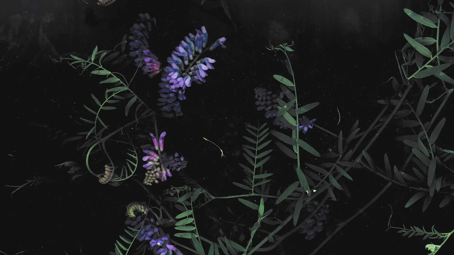 purple_flowers_on_a_black_background.png