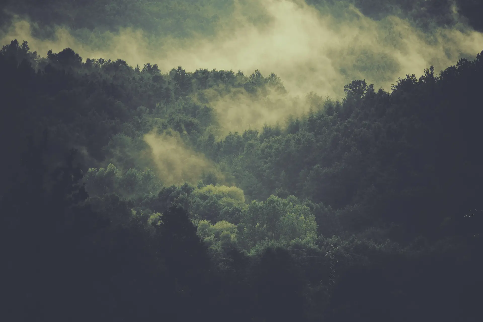 a_foggy_forest_with_trees.jpg