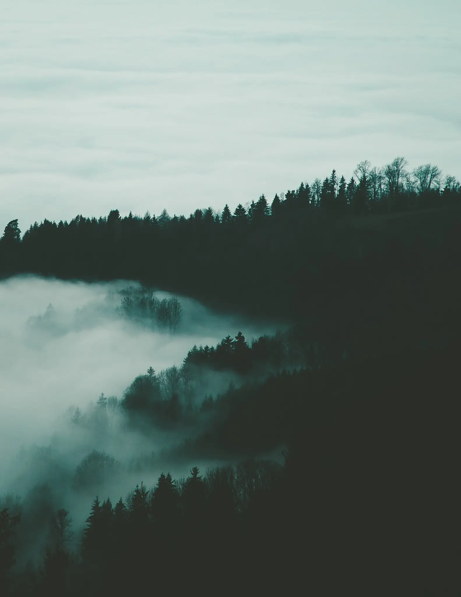 a_foggy_forest_with_trees_01.jpg