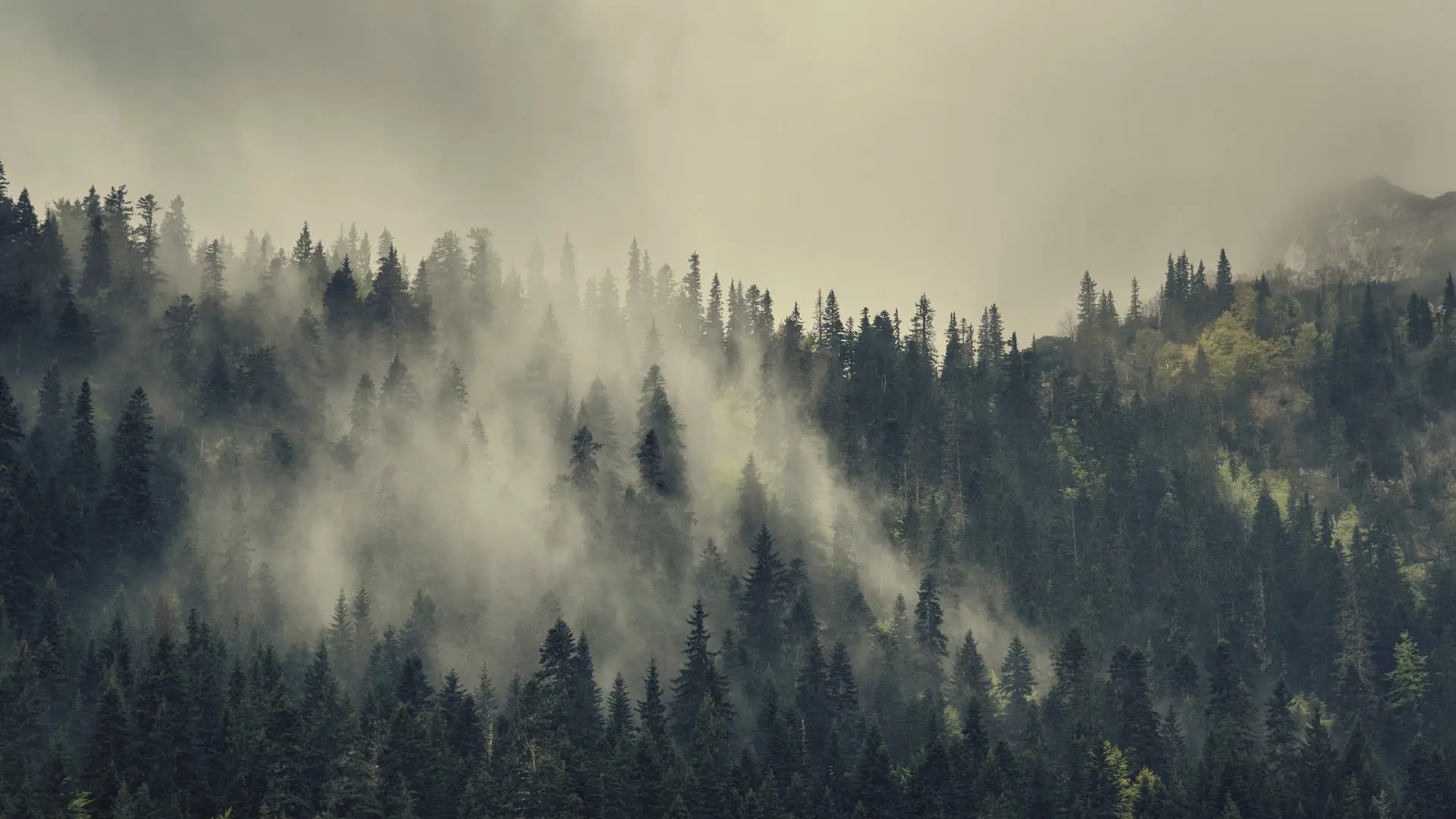 a_foggy_forest_with_trees_02.jpg