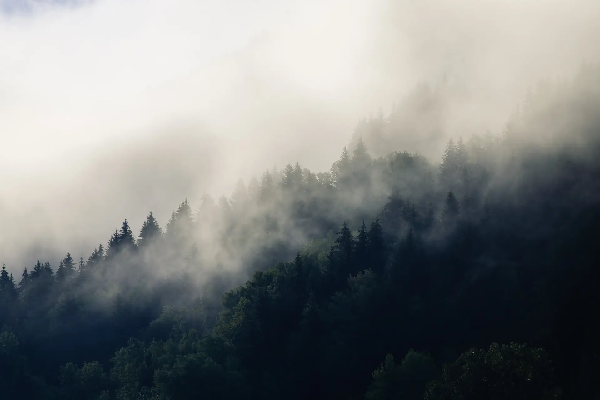 a_foggy_forest_with_trees_04.jpg