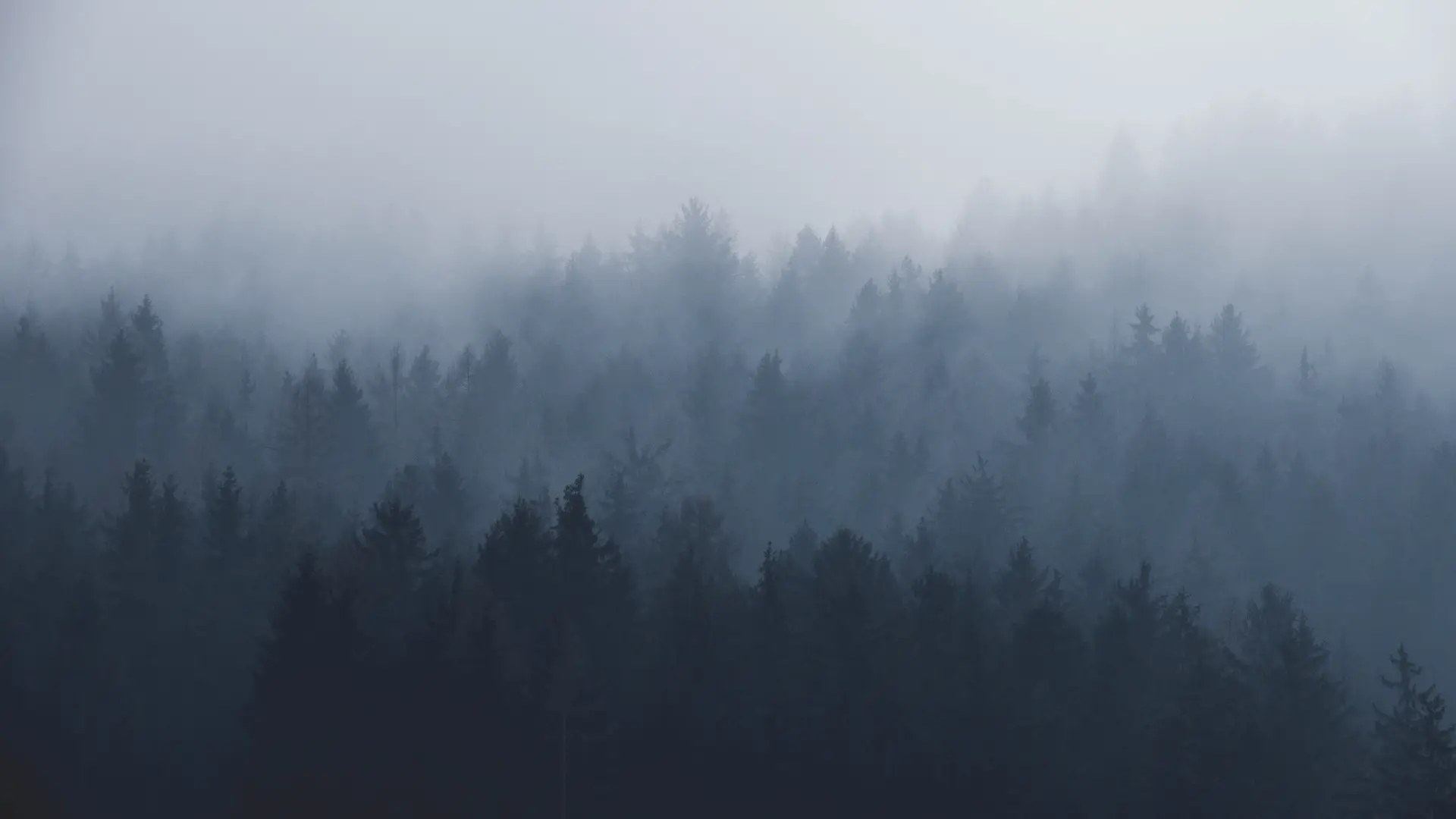 a_foggy_forest_with_trees_05.jpg