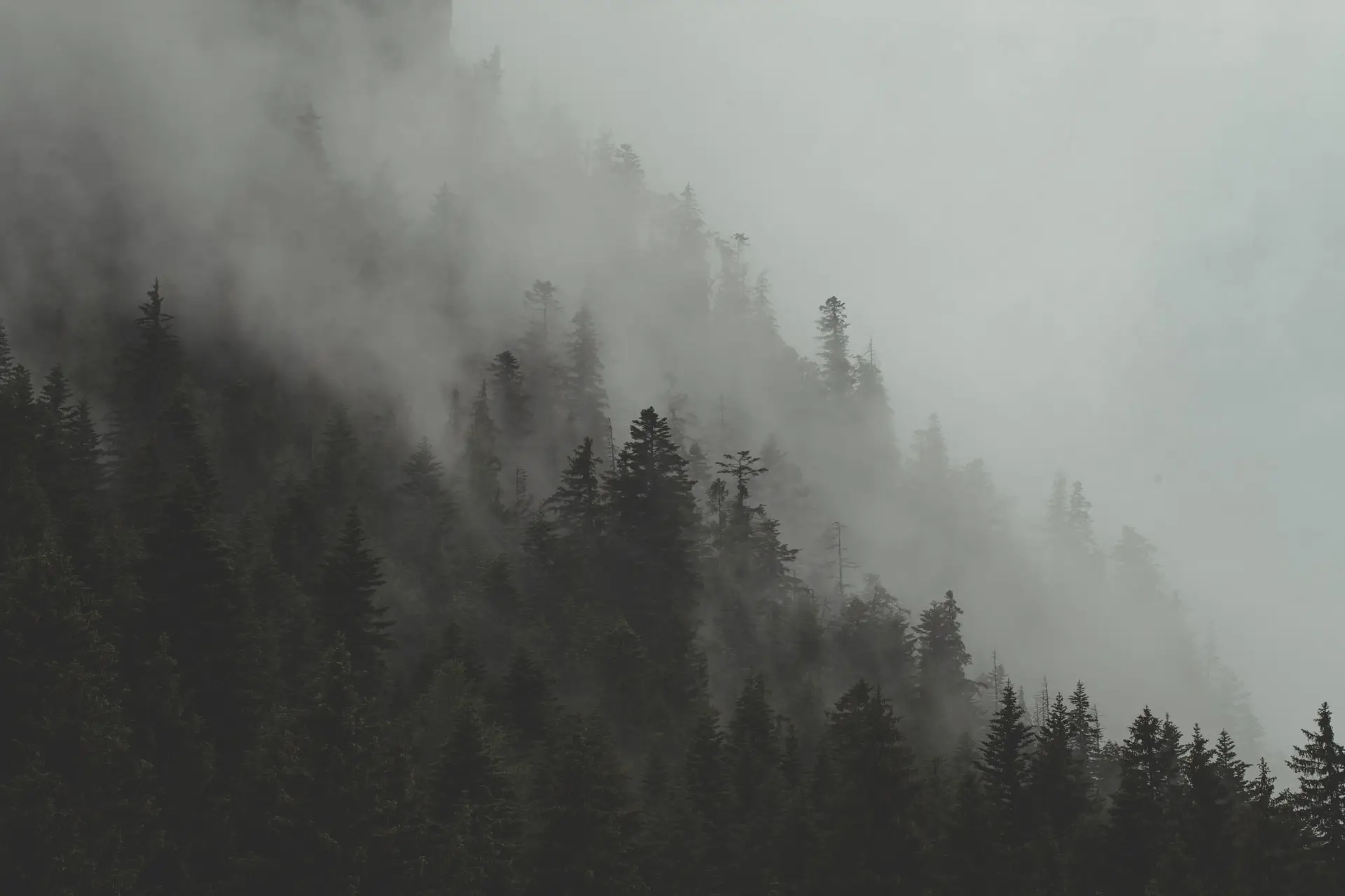 a_foggy_mountain_with_trees.jpg