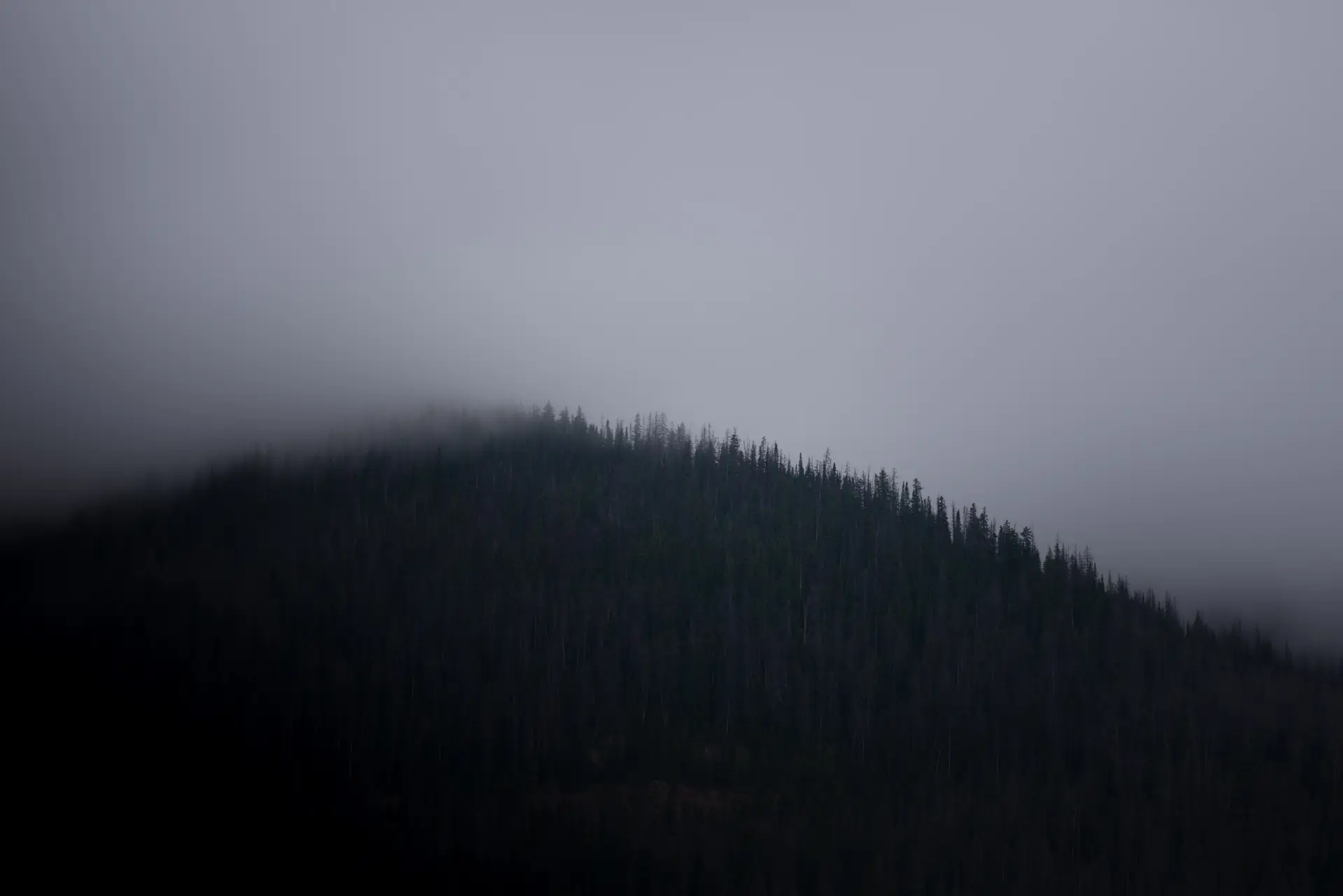 a_foggy_mountain_with_trees_02.jpg