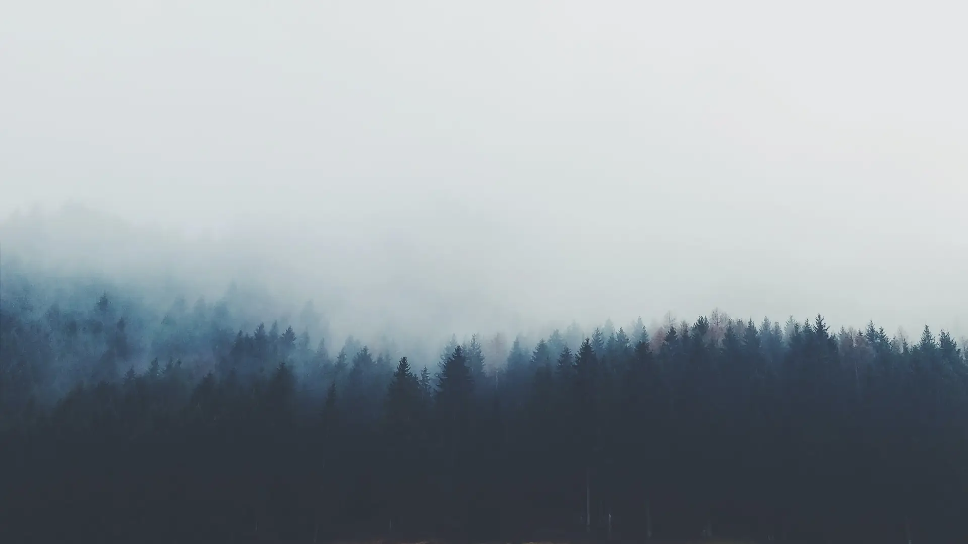 a_forest_of_trees_with_fog.jpg