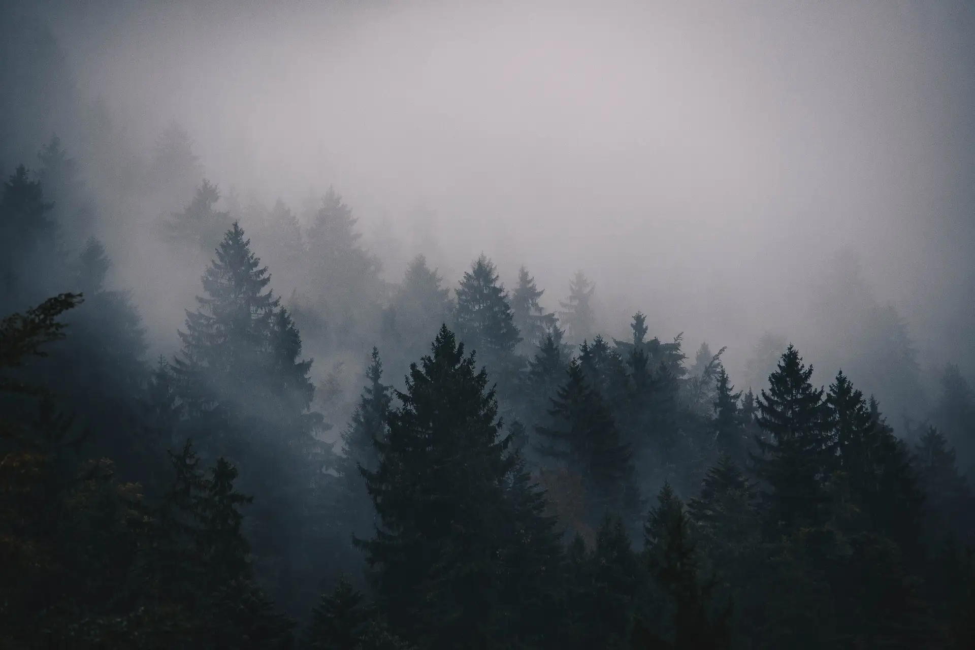 a_group_of_trees_in_the_fog.jpg