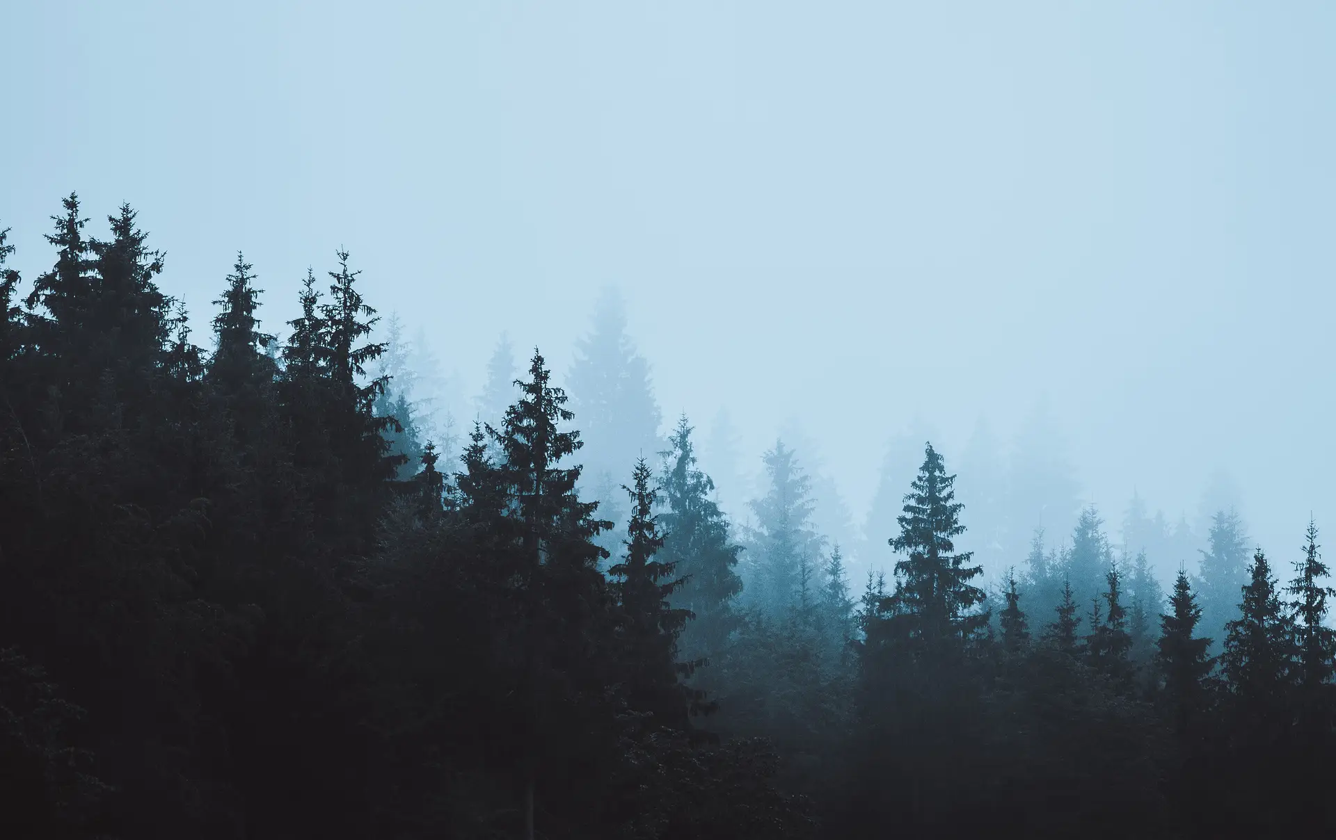 a_group_of_trees_in_the_fog_01.jpg