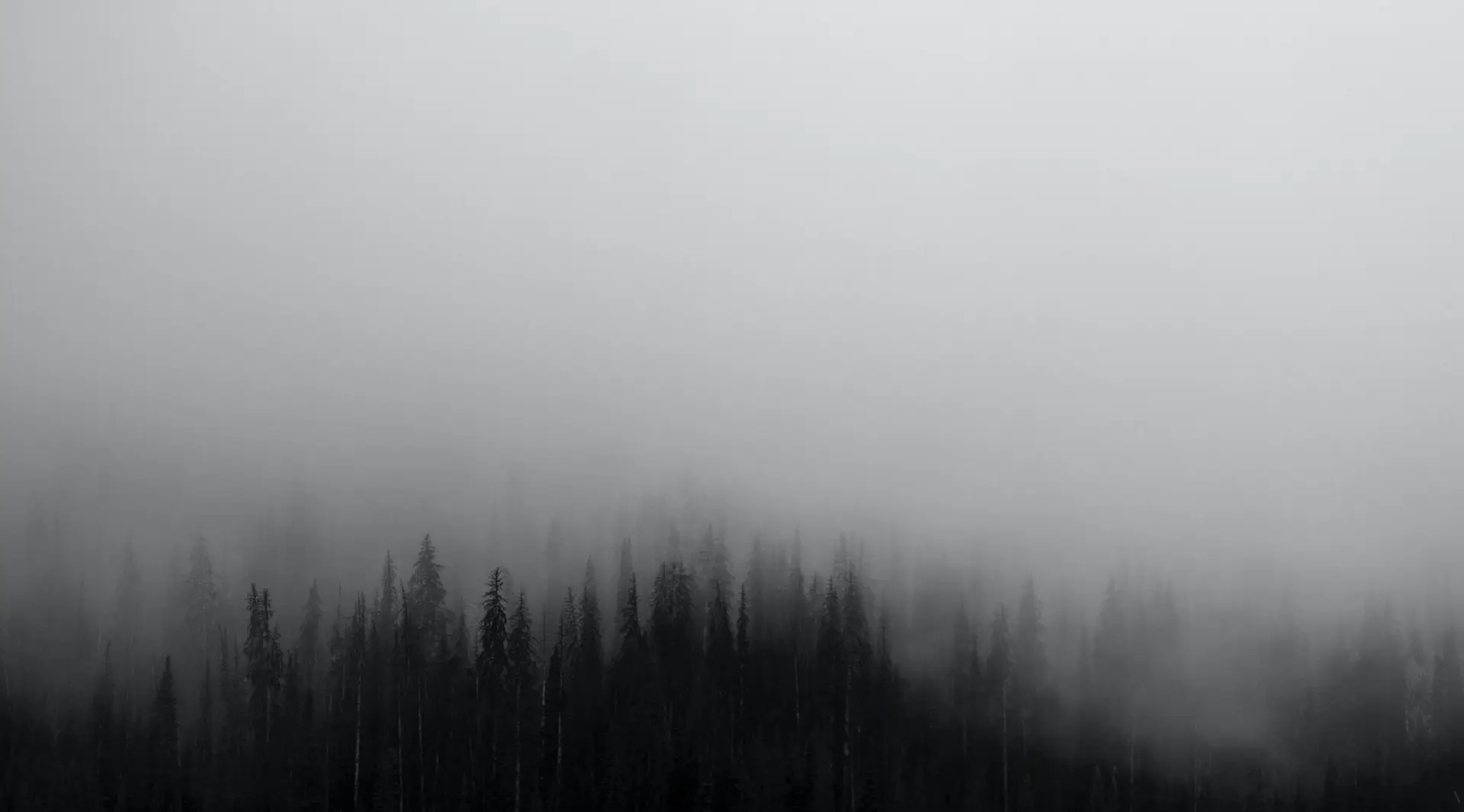 a_group_of_trees_in_the_fog_02.jpg