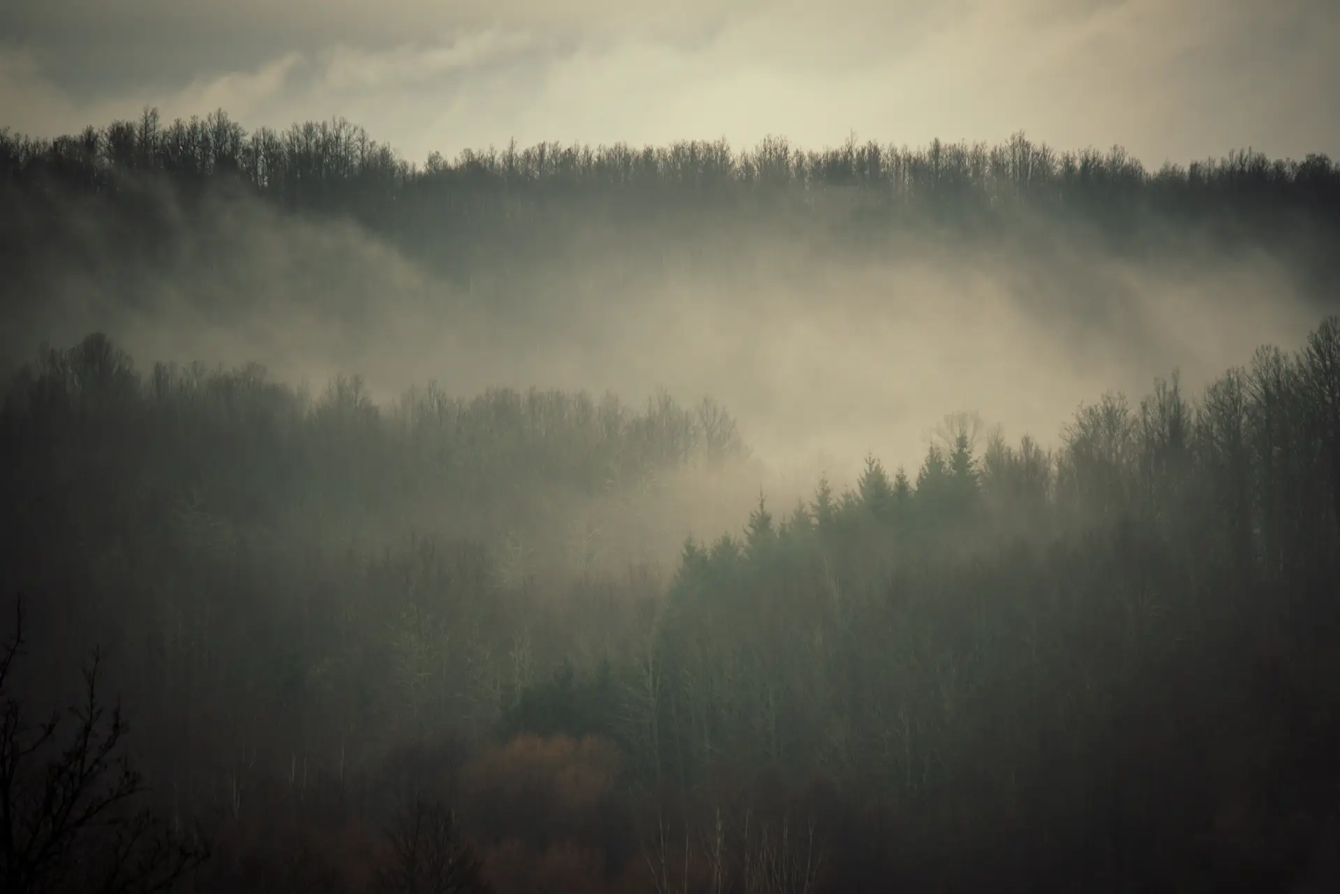 fog_in_the_forest_with_trees_and_fog.jpg