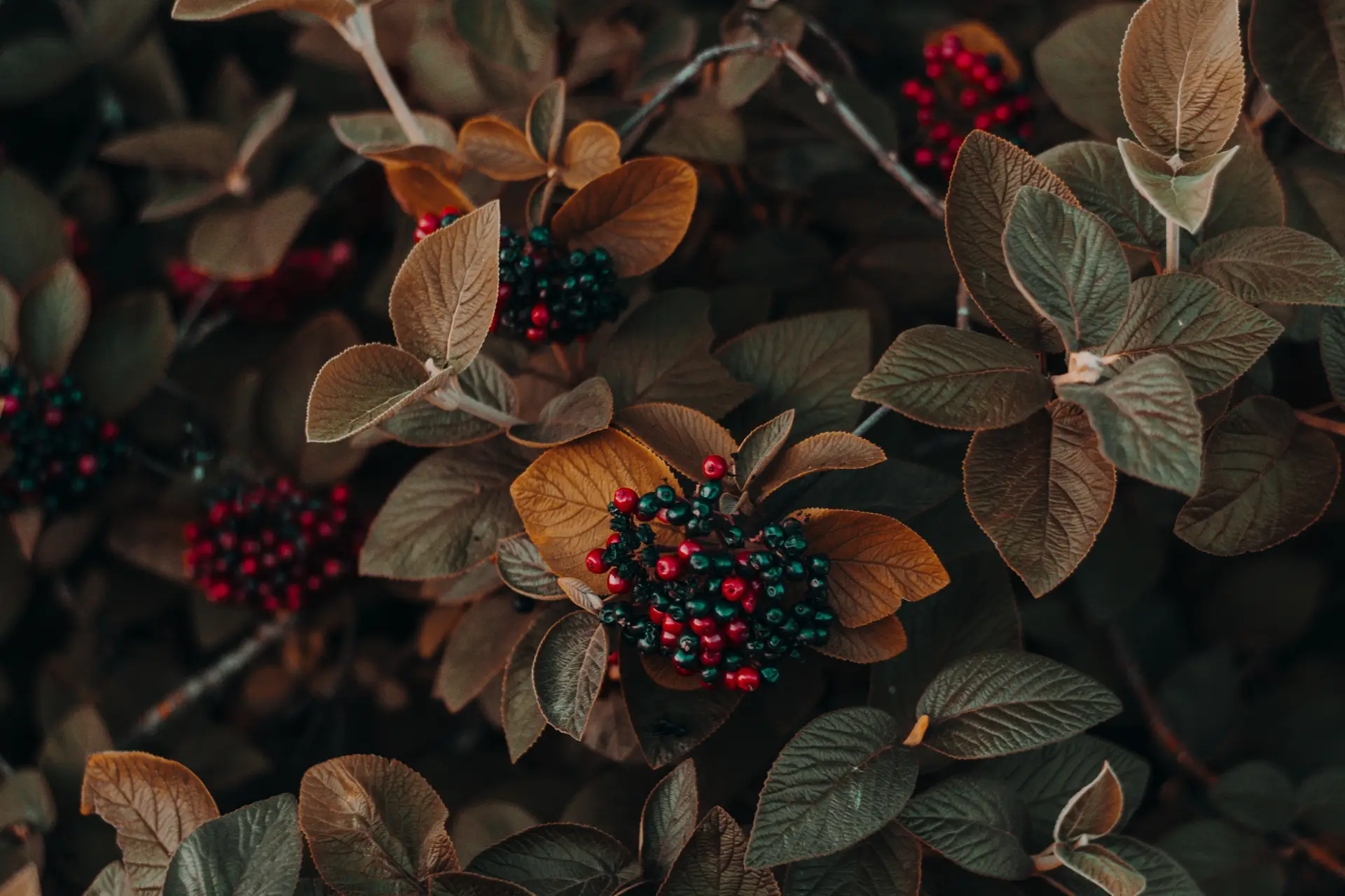 a_close_up_of_a_plant.jpg