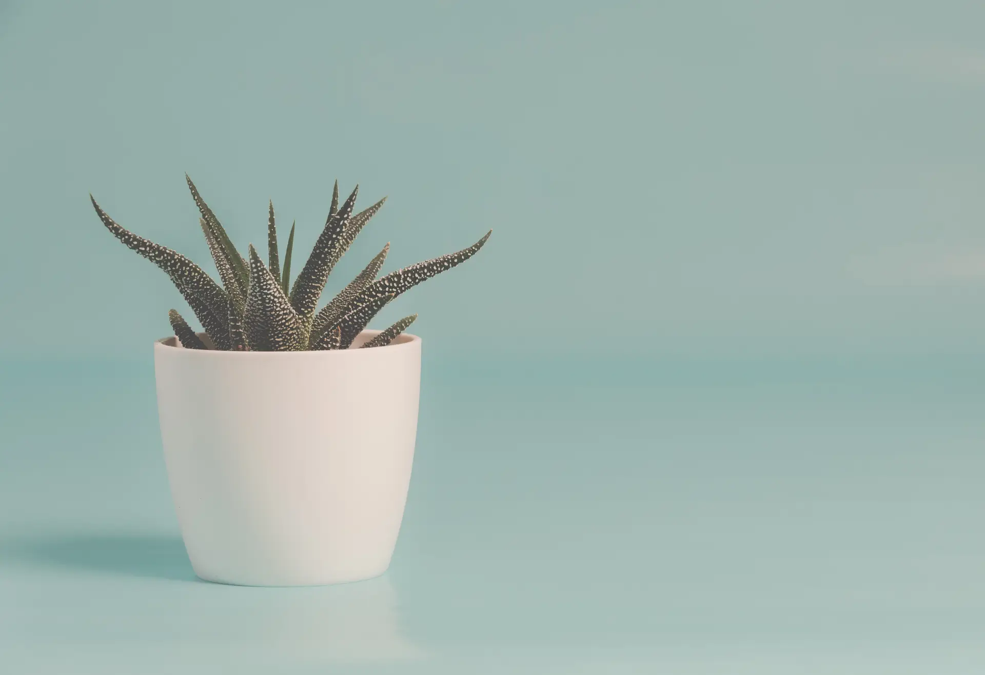 a_potted_plant_on_a_blue_surface.jpg