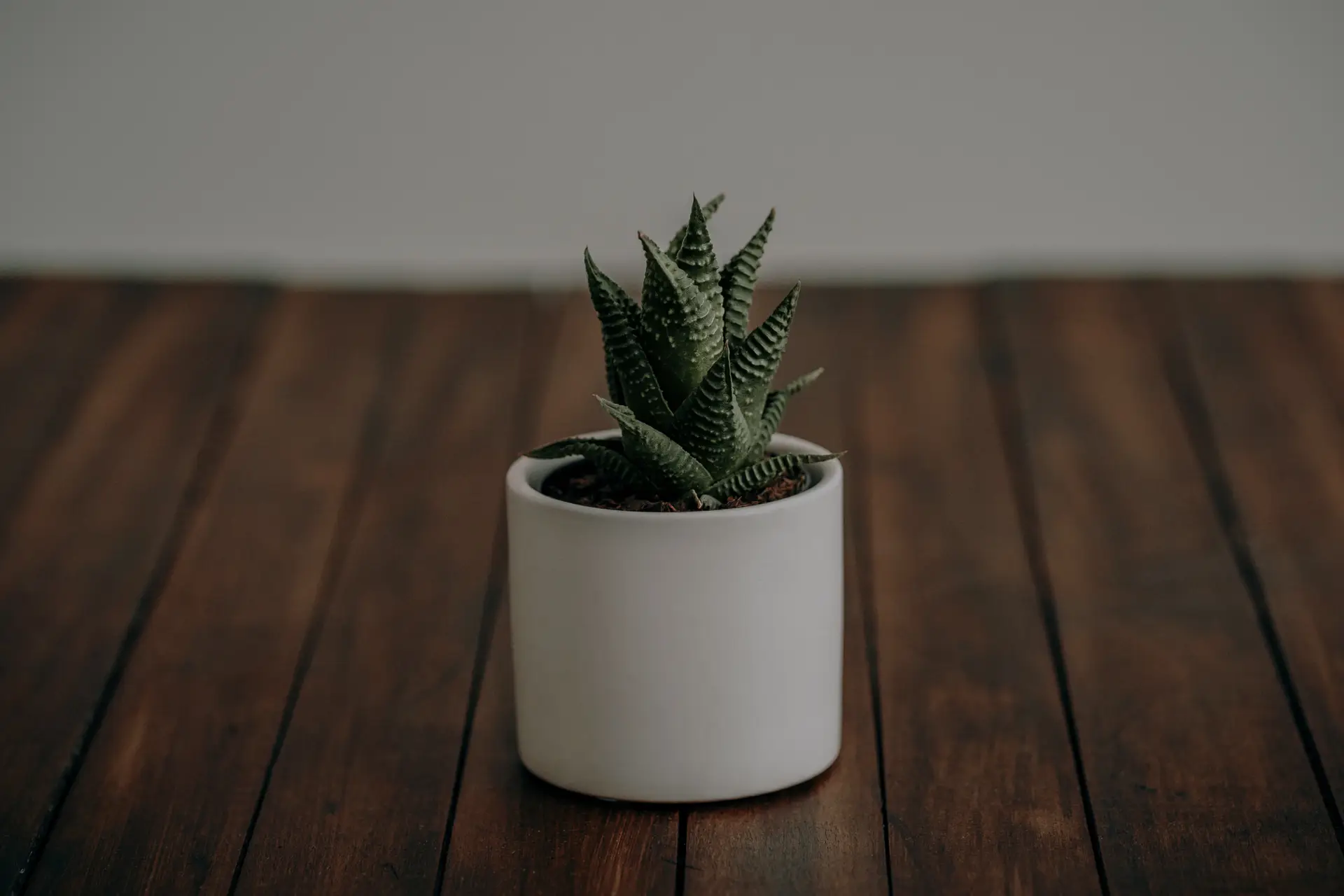 a_small_potted_plant_on_a_wood_surface.jpg