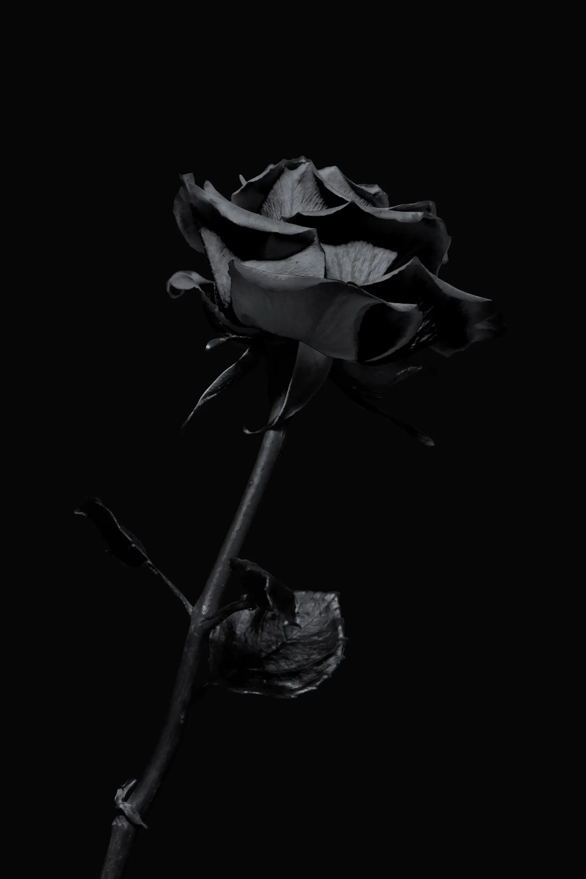 a_black_rose_with_a_black_background.jpg