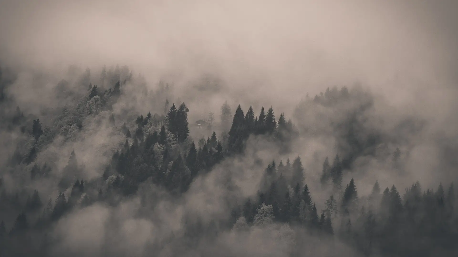 a_foggy_forest_with_trees.jpg