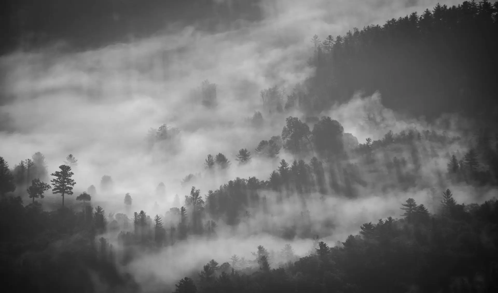 a_foggy_forest_with_trees_01.jpg