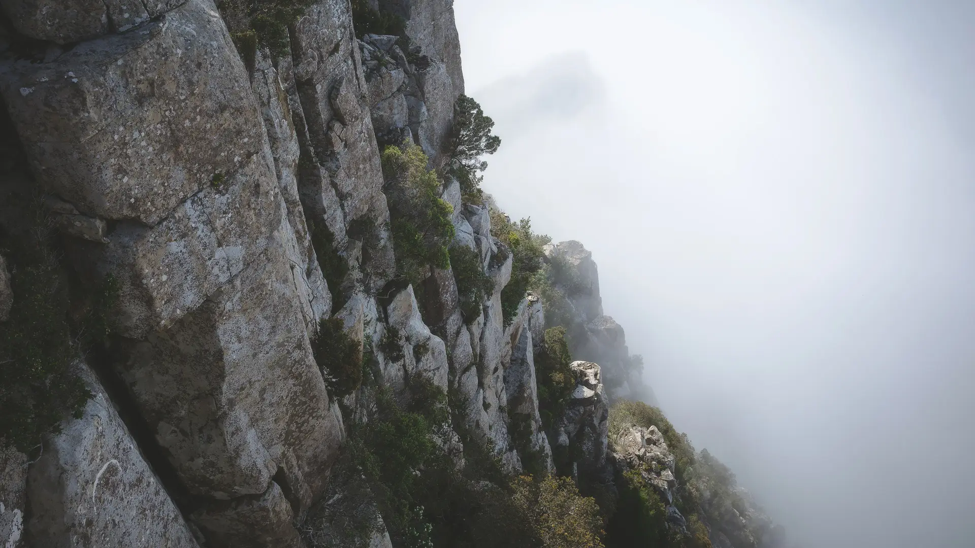 a_rocky_cliff_with_trees_and_fog.jpg