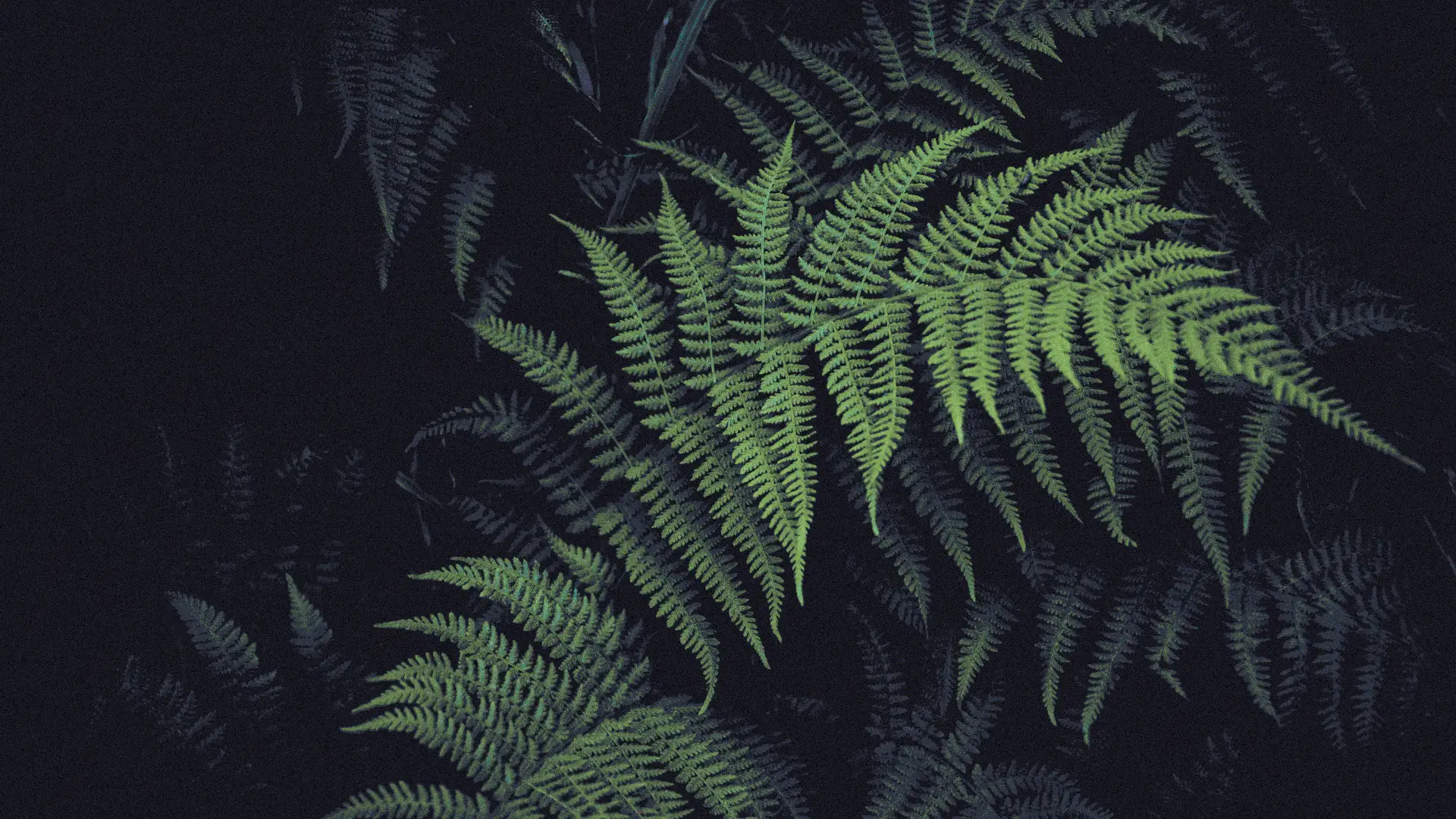 a_close_up_of_a_fern.jpg