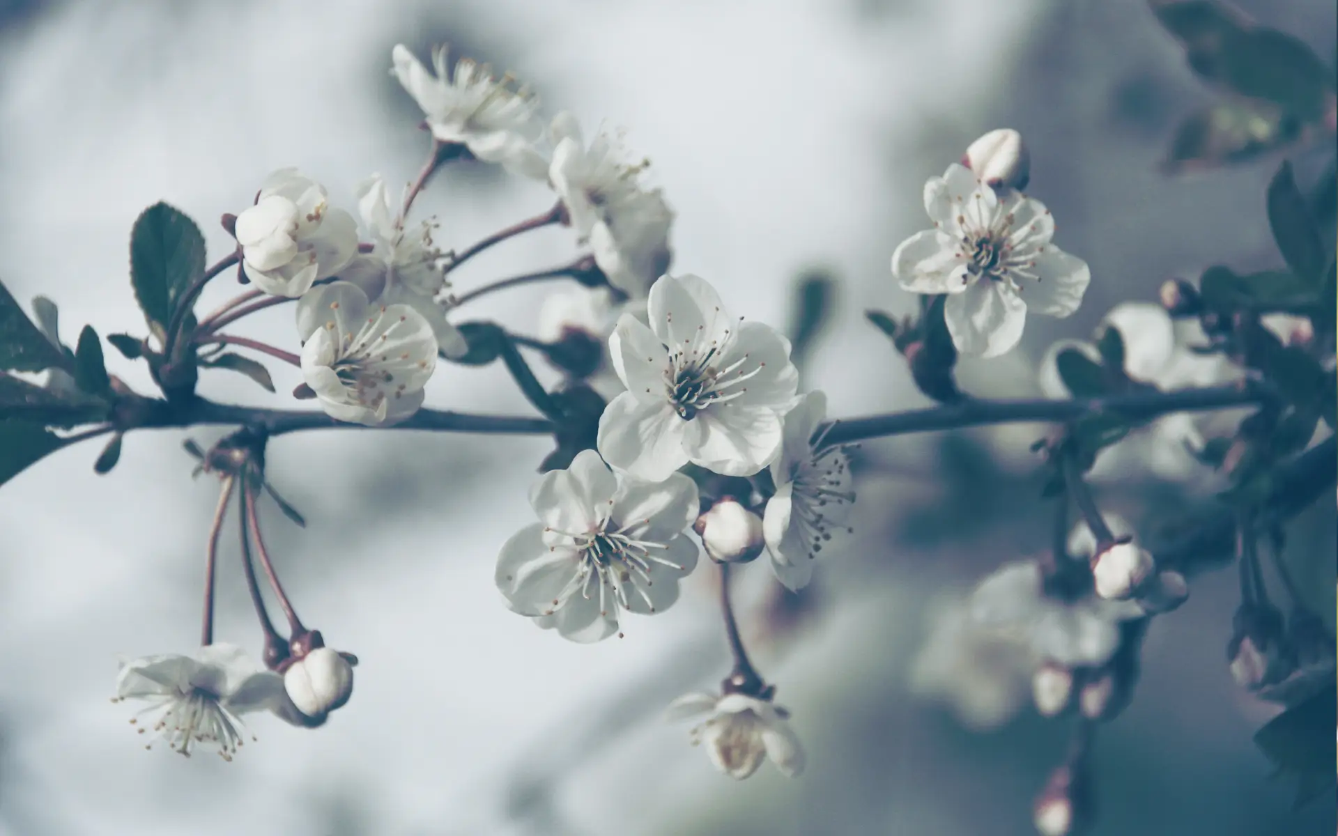 a_close_up_of_a_flower_01.jpg