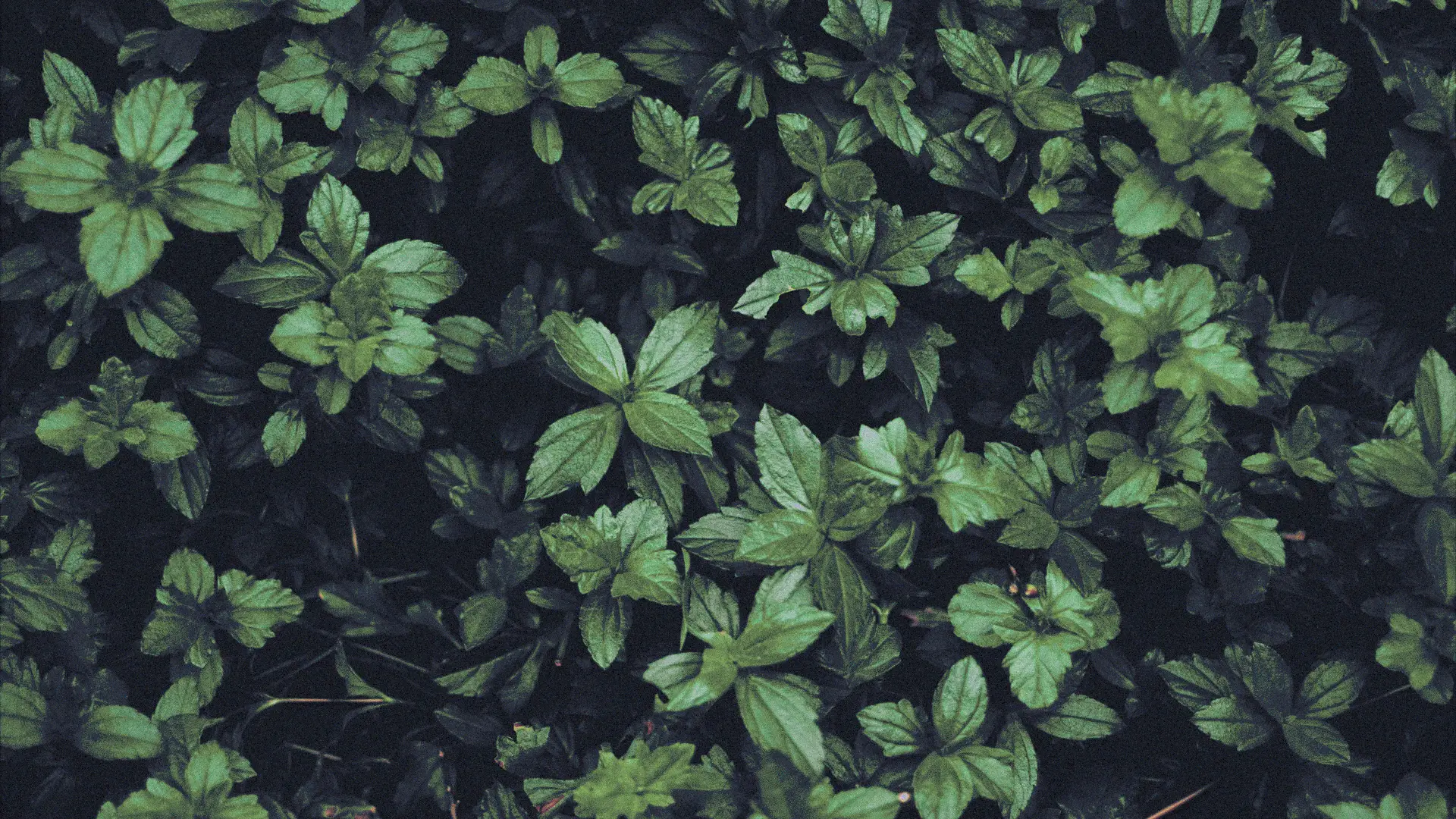 a_close_up_of_leaves_01.jpg