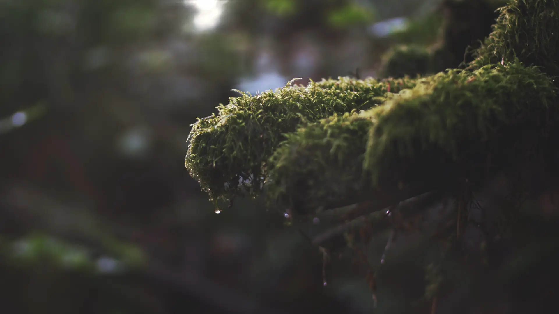 a_close_up_of_moss_on_a_branch.jpg