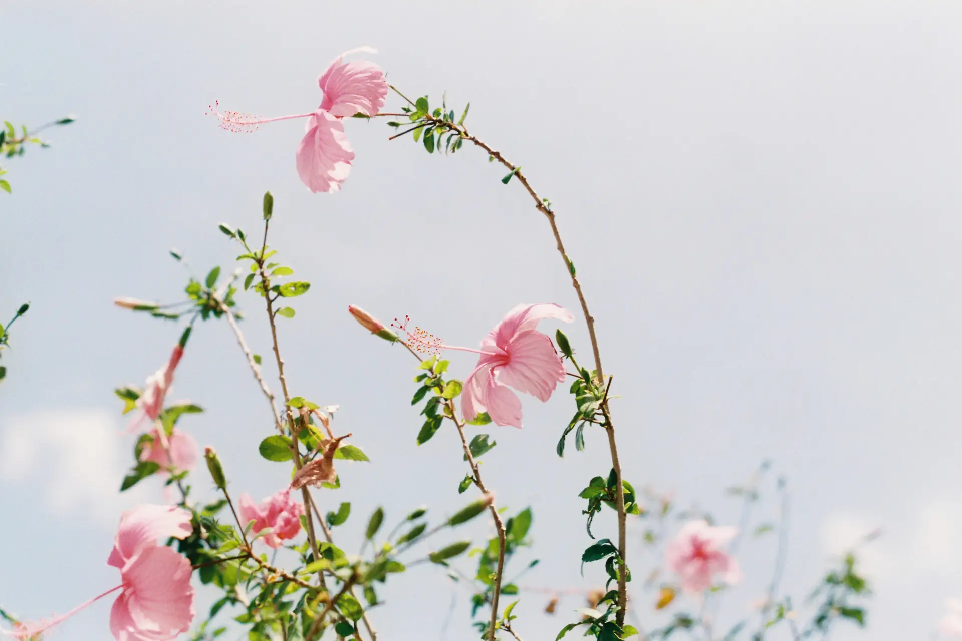 a_close_up_of_pink_flowers.jpg