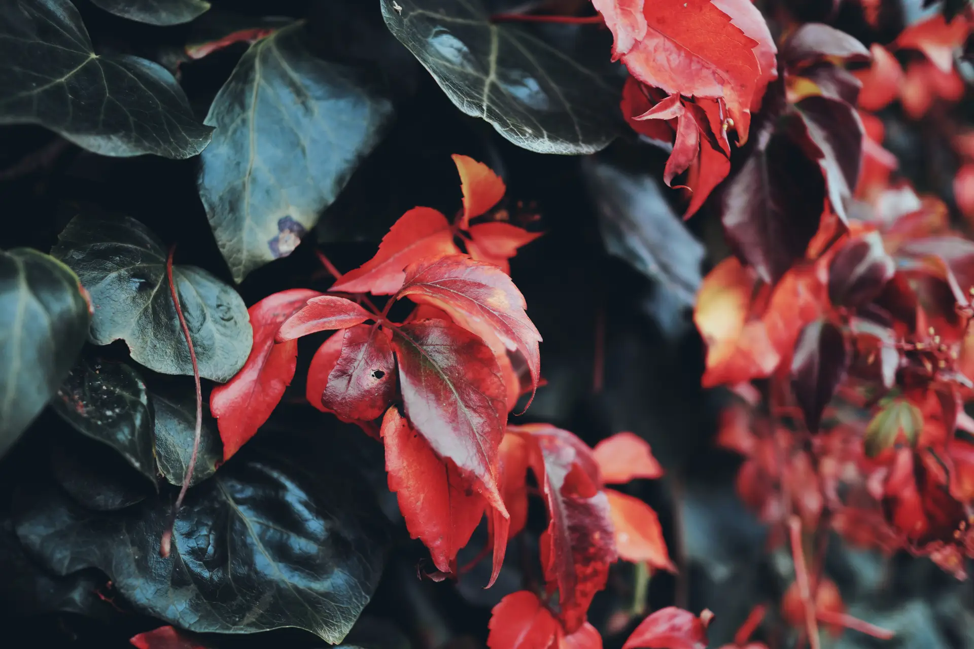 a_close_up_of_red_leaves.jpg