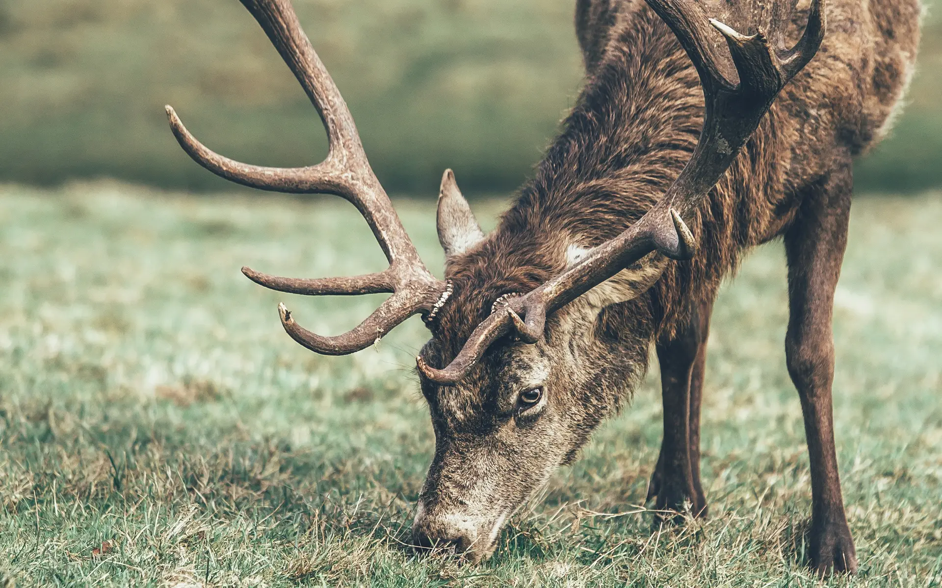 a_deer_with_antlers_grazing_on_grass.jpg