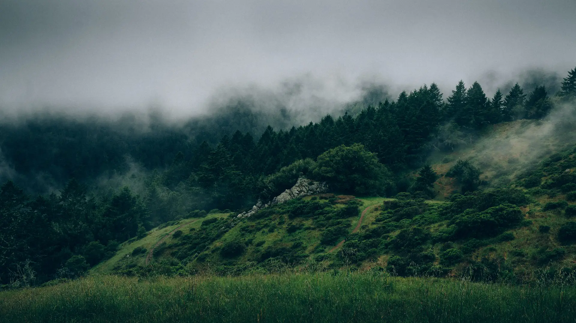 a_foggy_landscape_with_trees_and_grass.jpg