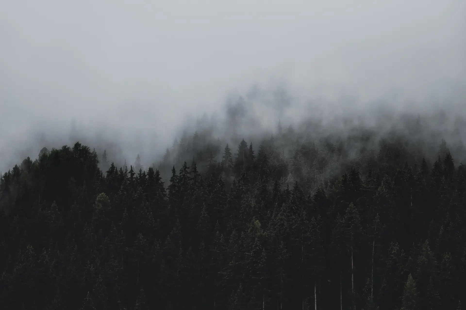 a_forest_of_trees_with_fog.jpg