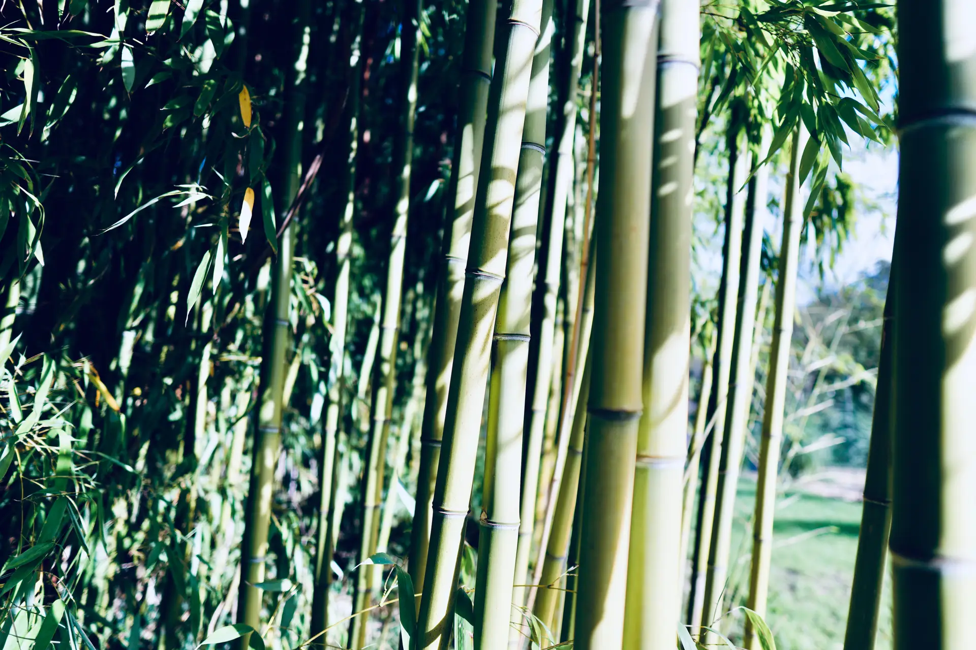 a_group_of_bamboo_trees.jpg