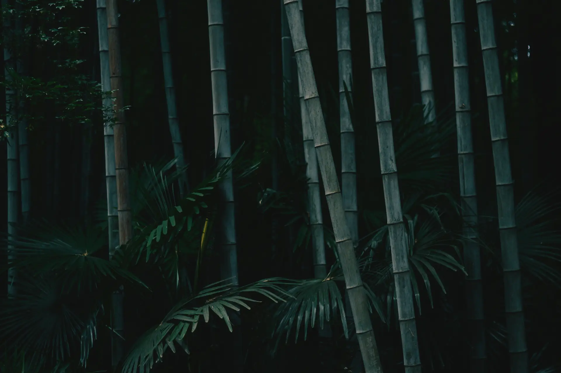 a_group_of_bamboo_trees_01.jpg