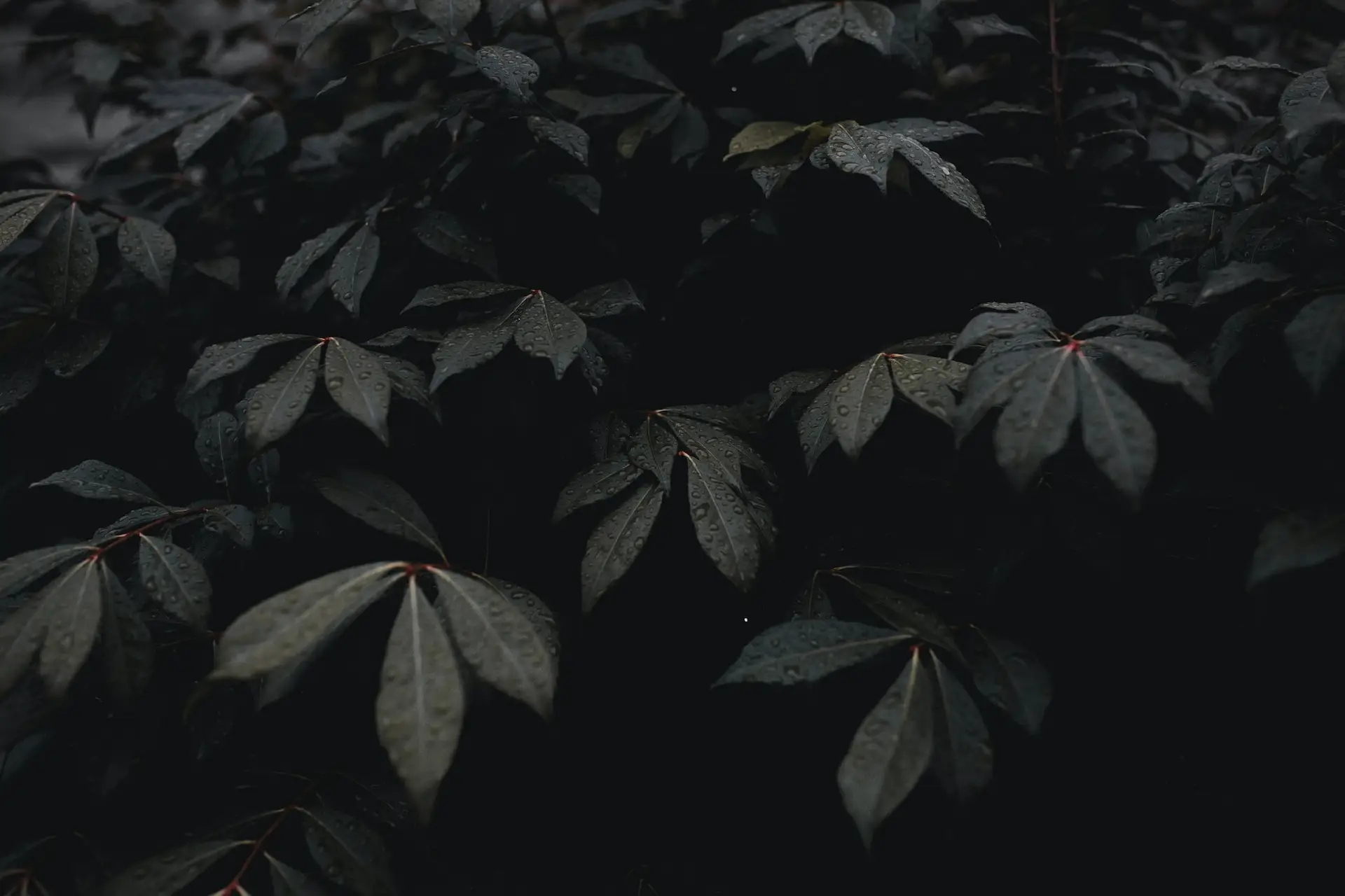 a_group_of_black_leaves.jpg