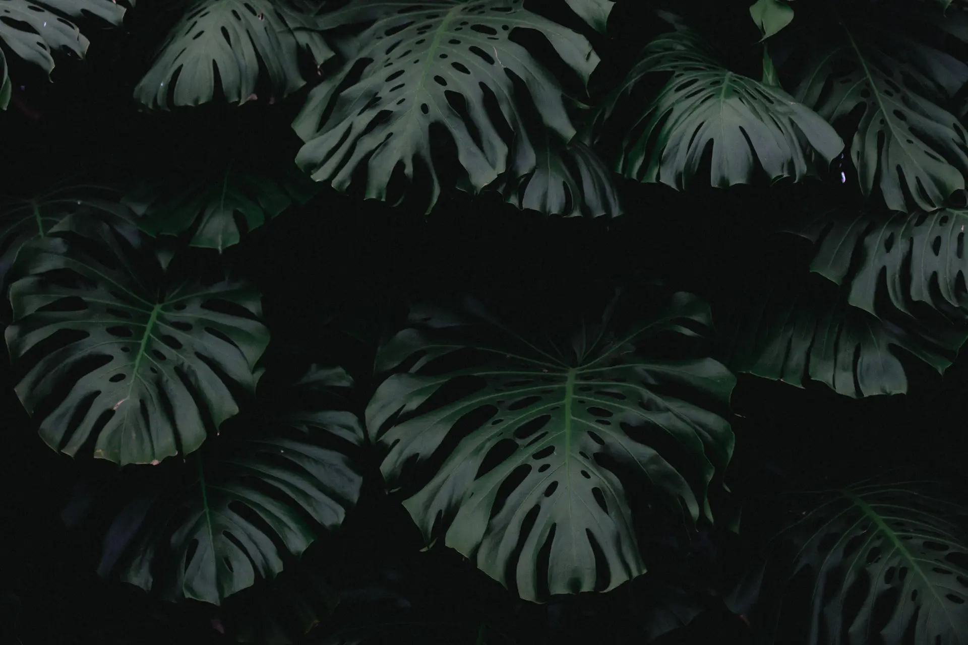 a_group_of_dark_leaves.jpg