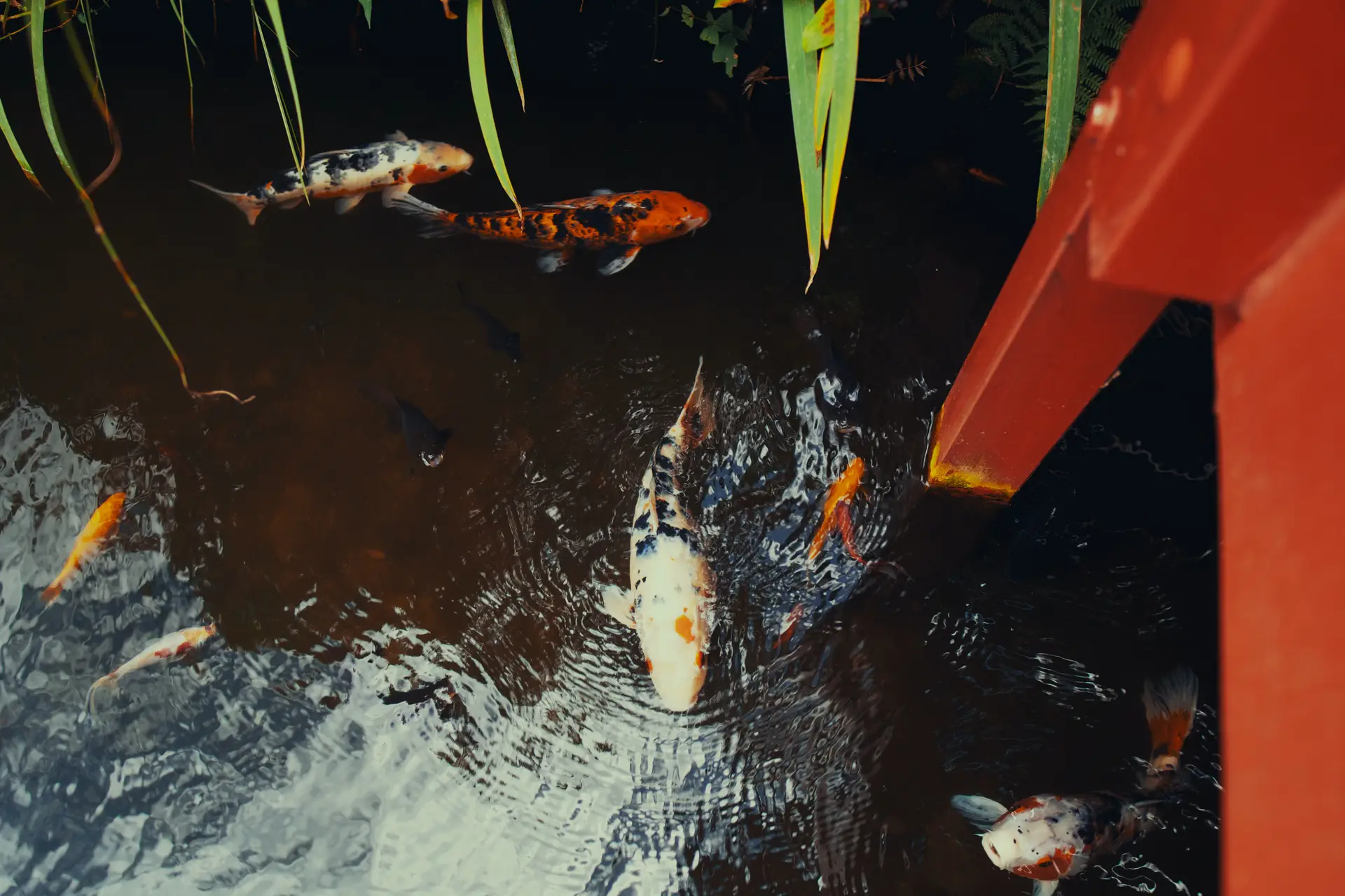 a_group_of_fish_swimming_in_a_pond.jpg