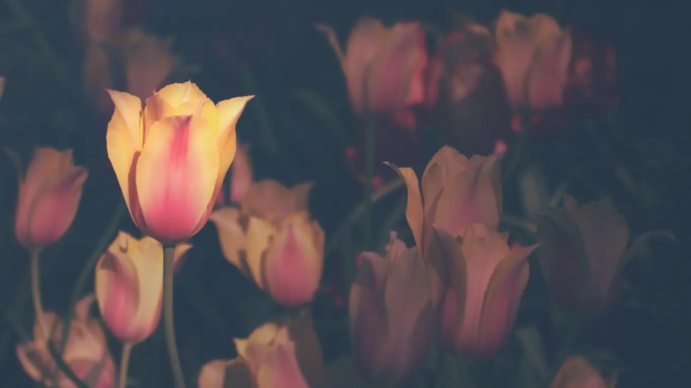 a_group_of_pink_tulips.png