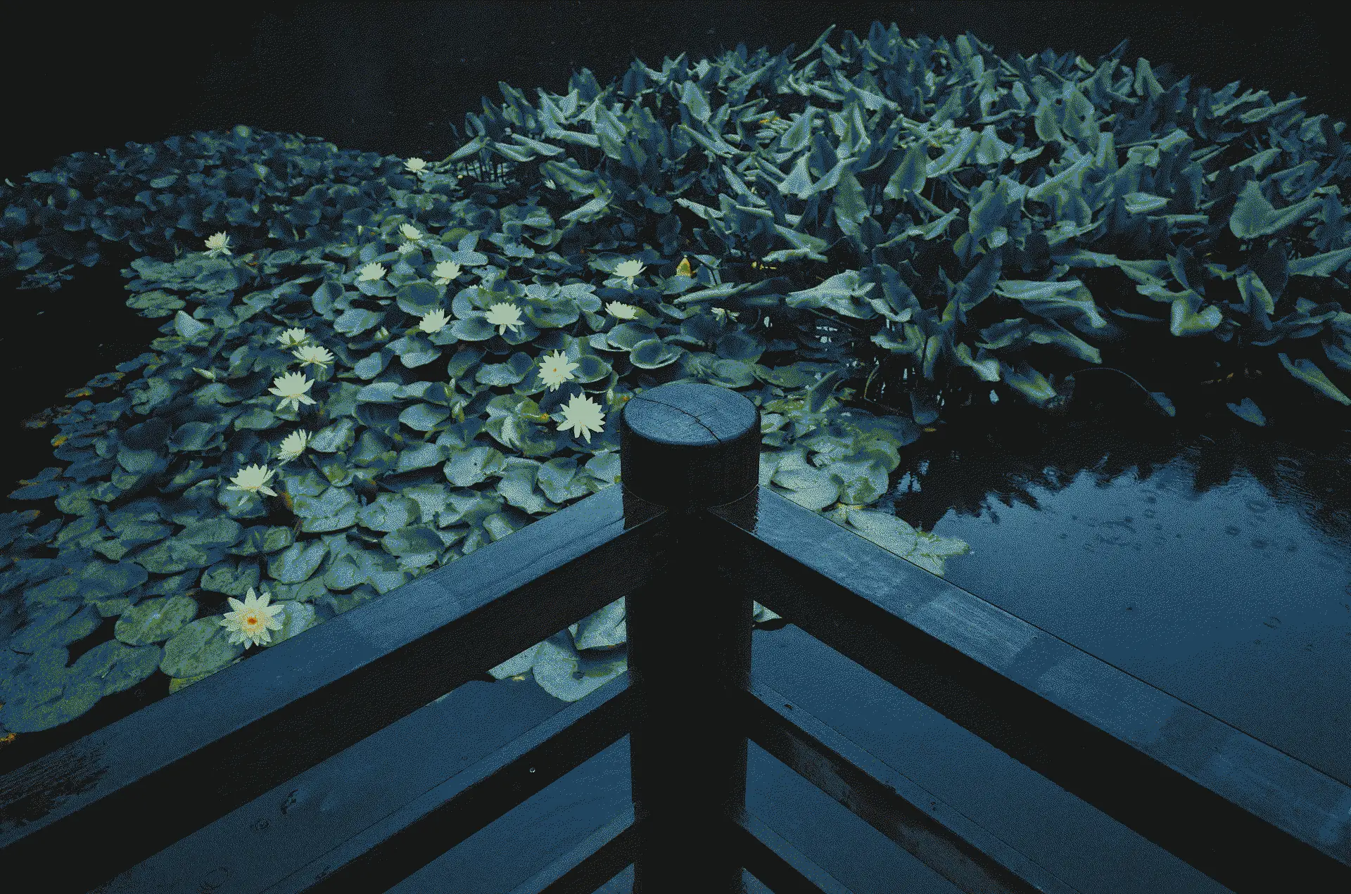 a_pond_with_lily_pads_and_a_wooden_fence.png