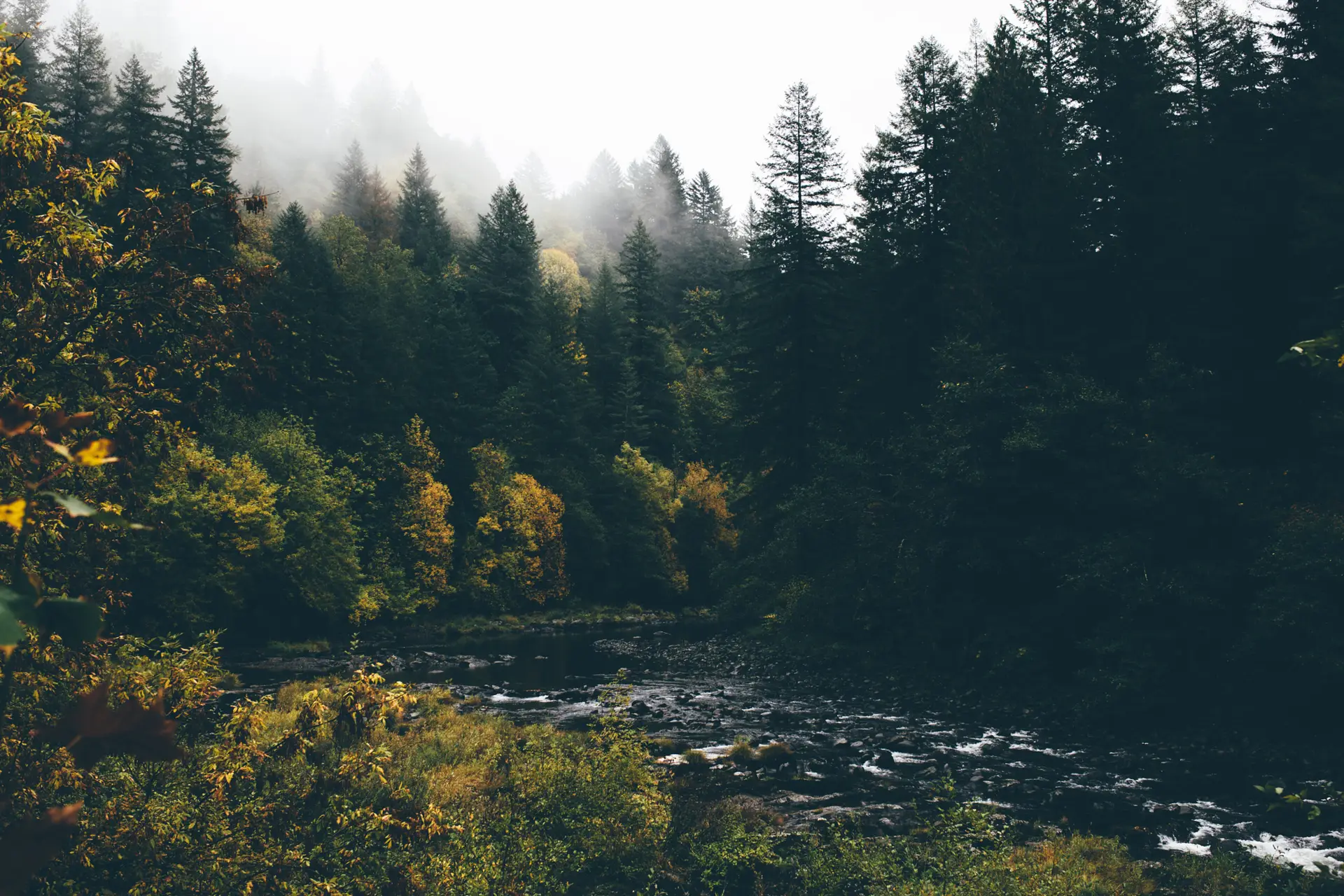 a_river_running_through_a_forest.jpg