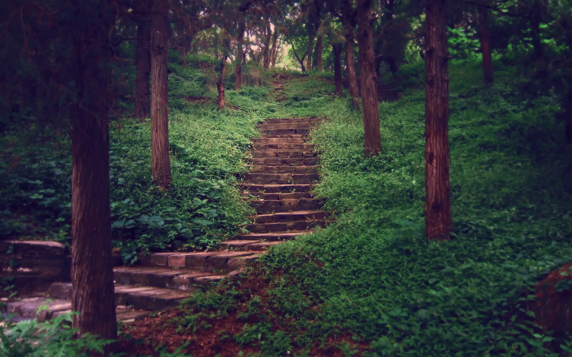 a_stone_stairs_in_a_forest.jpg