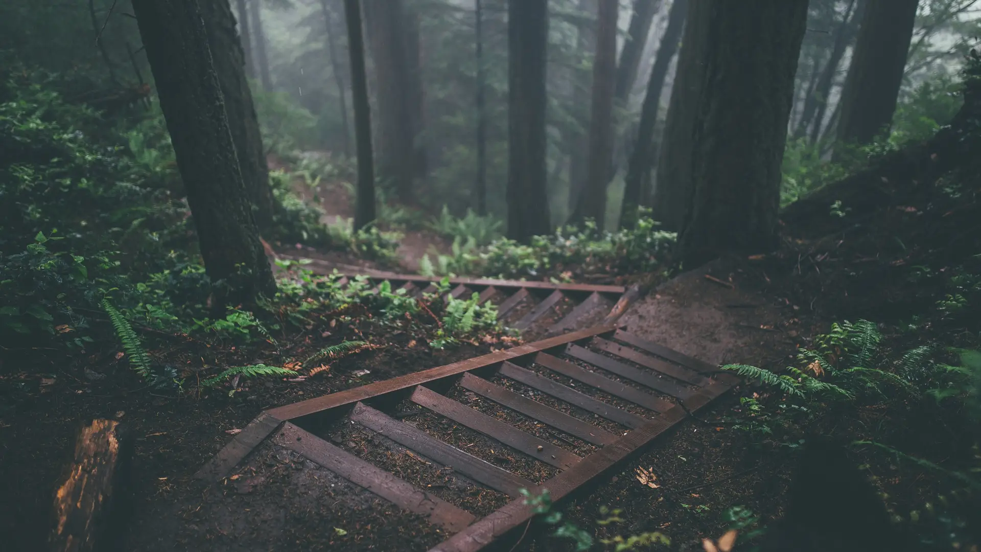 a_wooden_stairs_in_a_forest.jpg