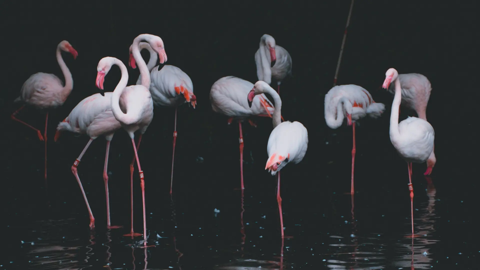 a_group_of_flamingos_standing_in_water.jpg